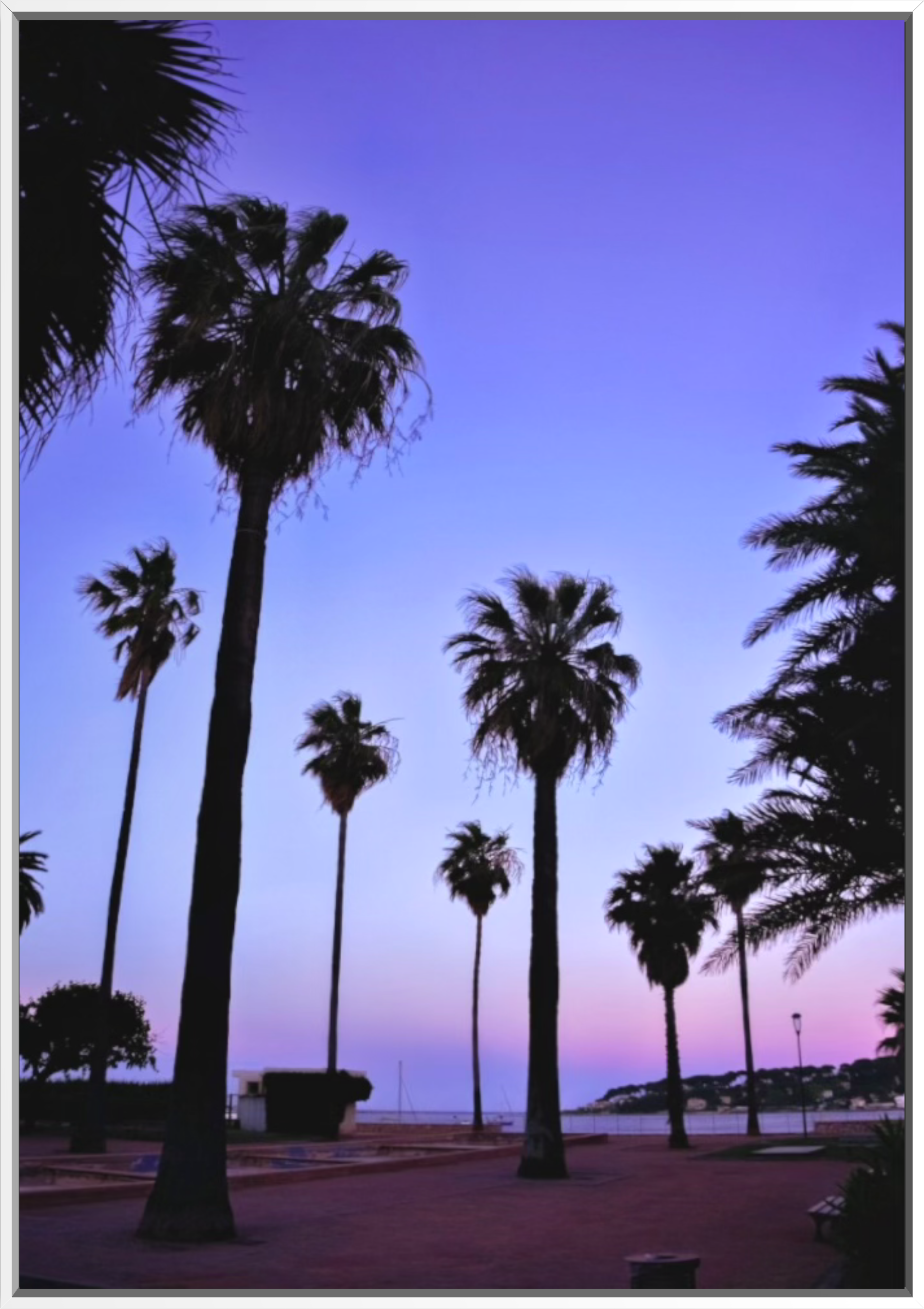 PurplePalmsWhite.png