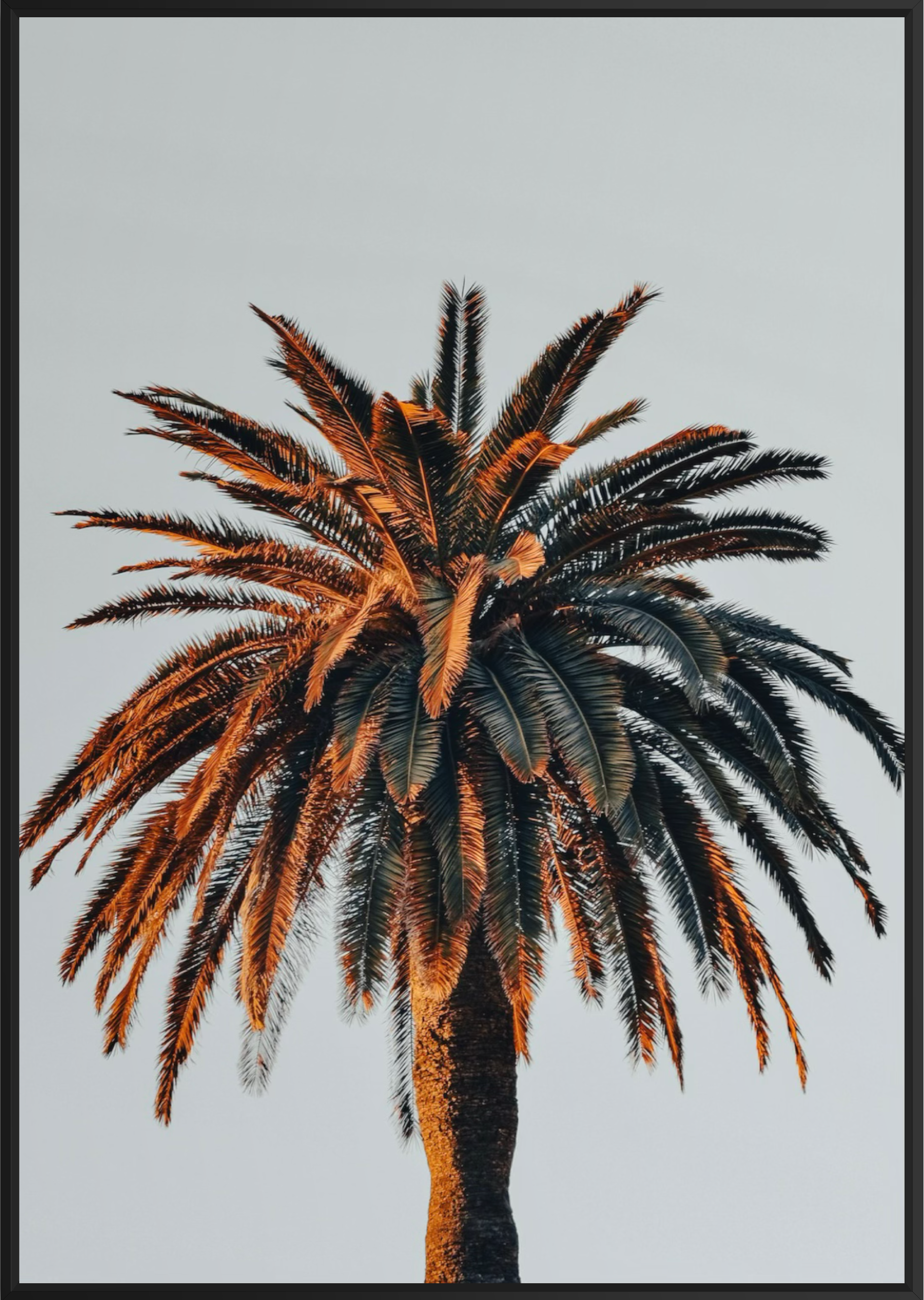 PalmBlack.png