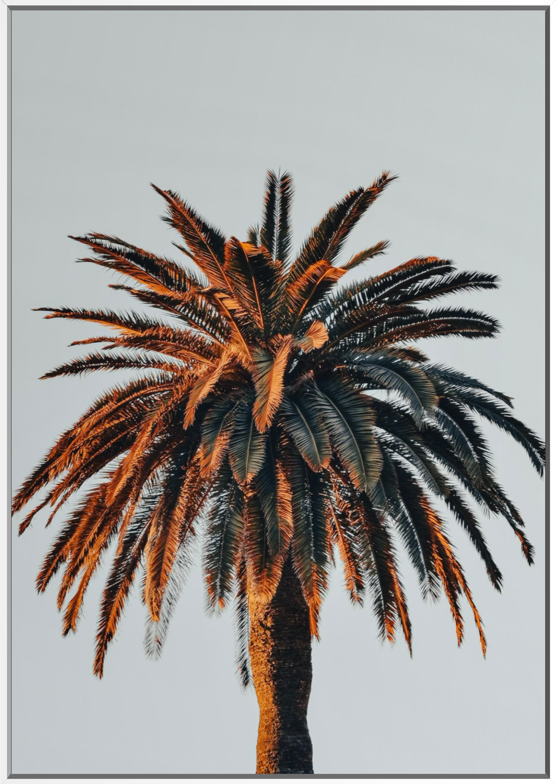 PalmWhite.png