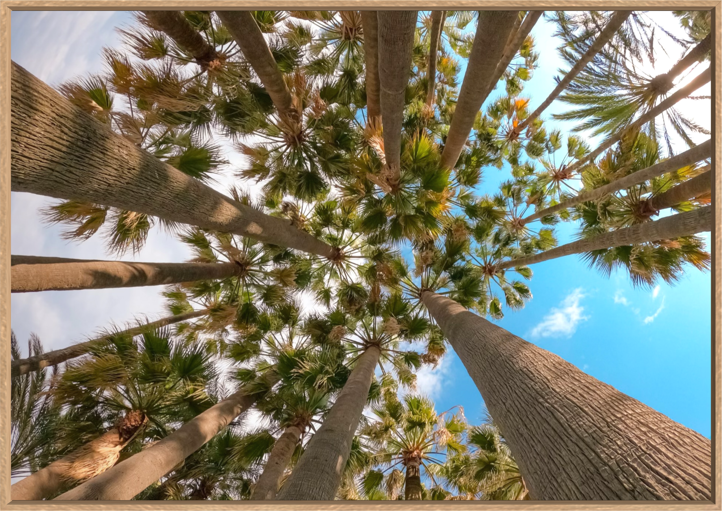 MISTRAL PALMS Available in Print Only 100x70cm