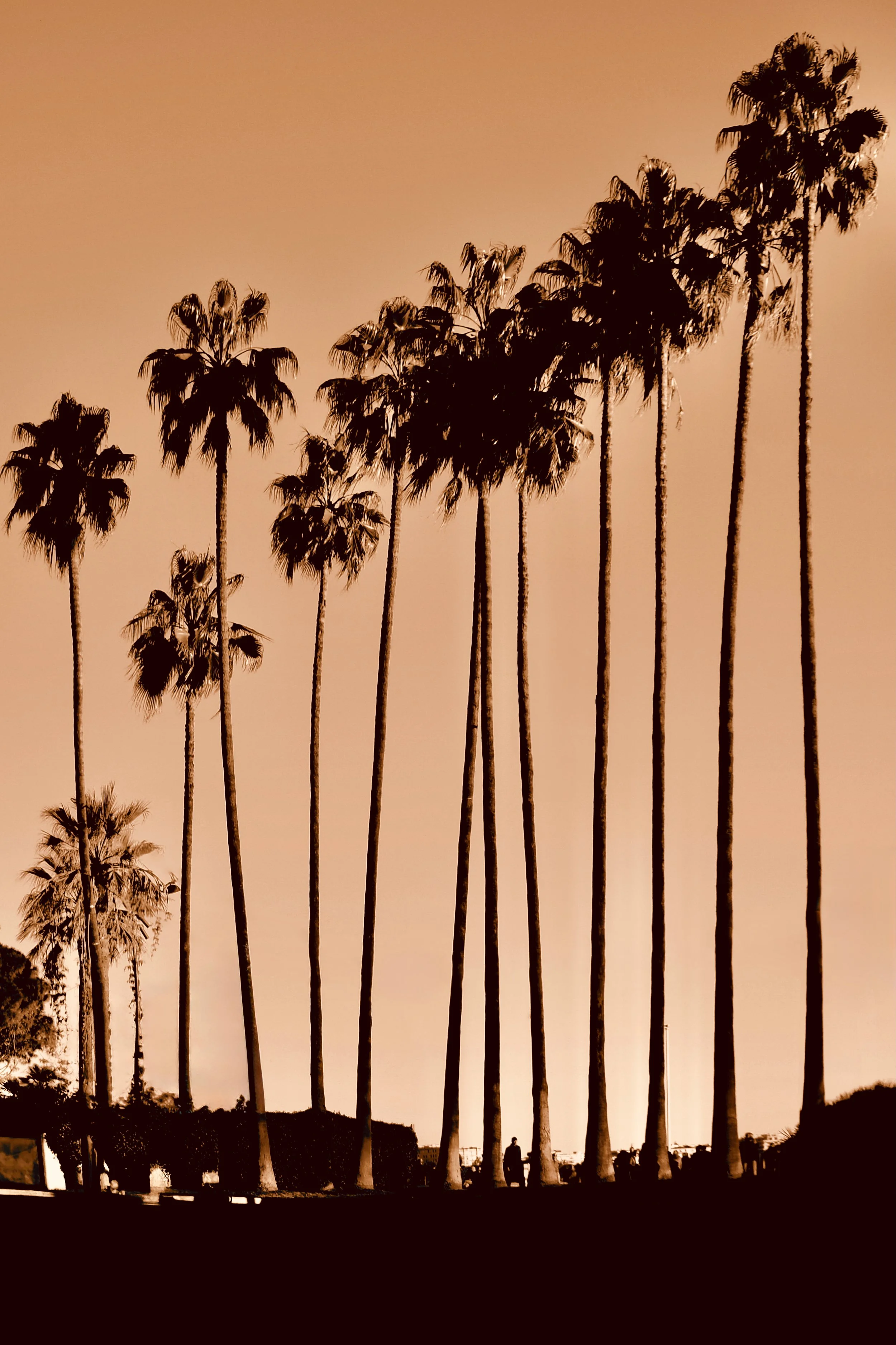 GOLDEN PALMS
from 195€