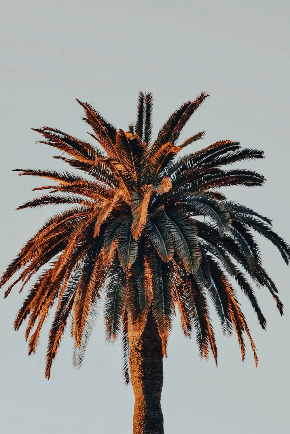 THE PALM
from 195€