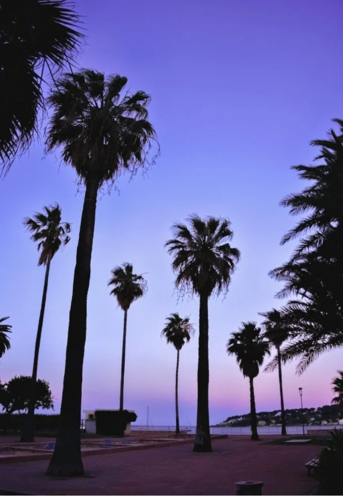 PURPLE PALMS
from 195€