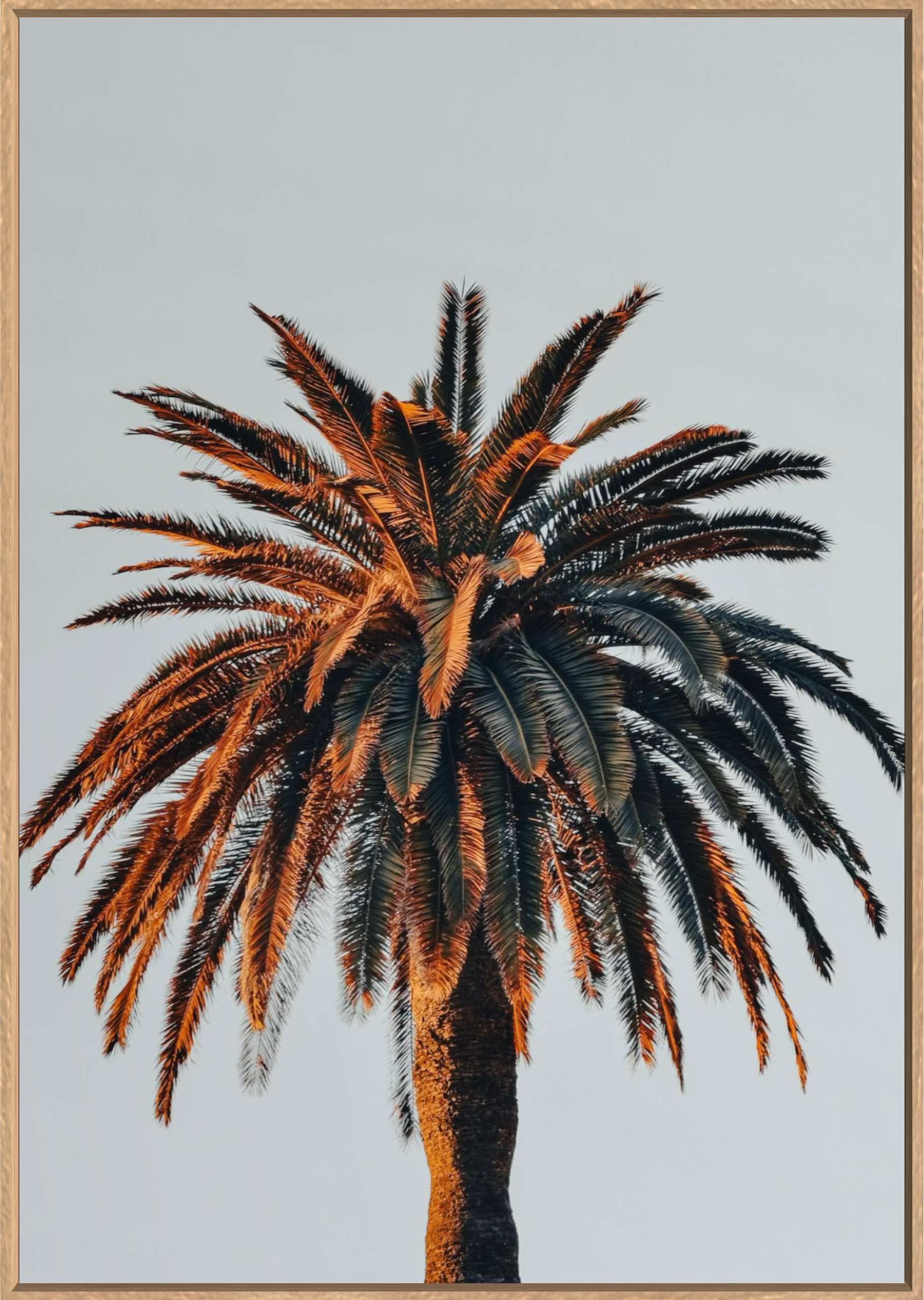 THE PALM Available in Print Only 100x70cm & Black Frame/Glass 100x70cm