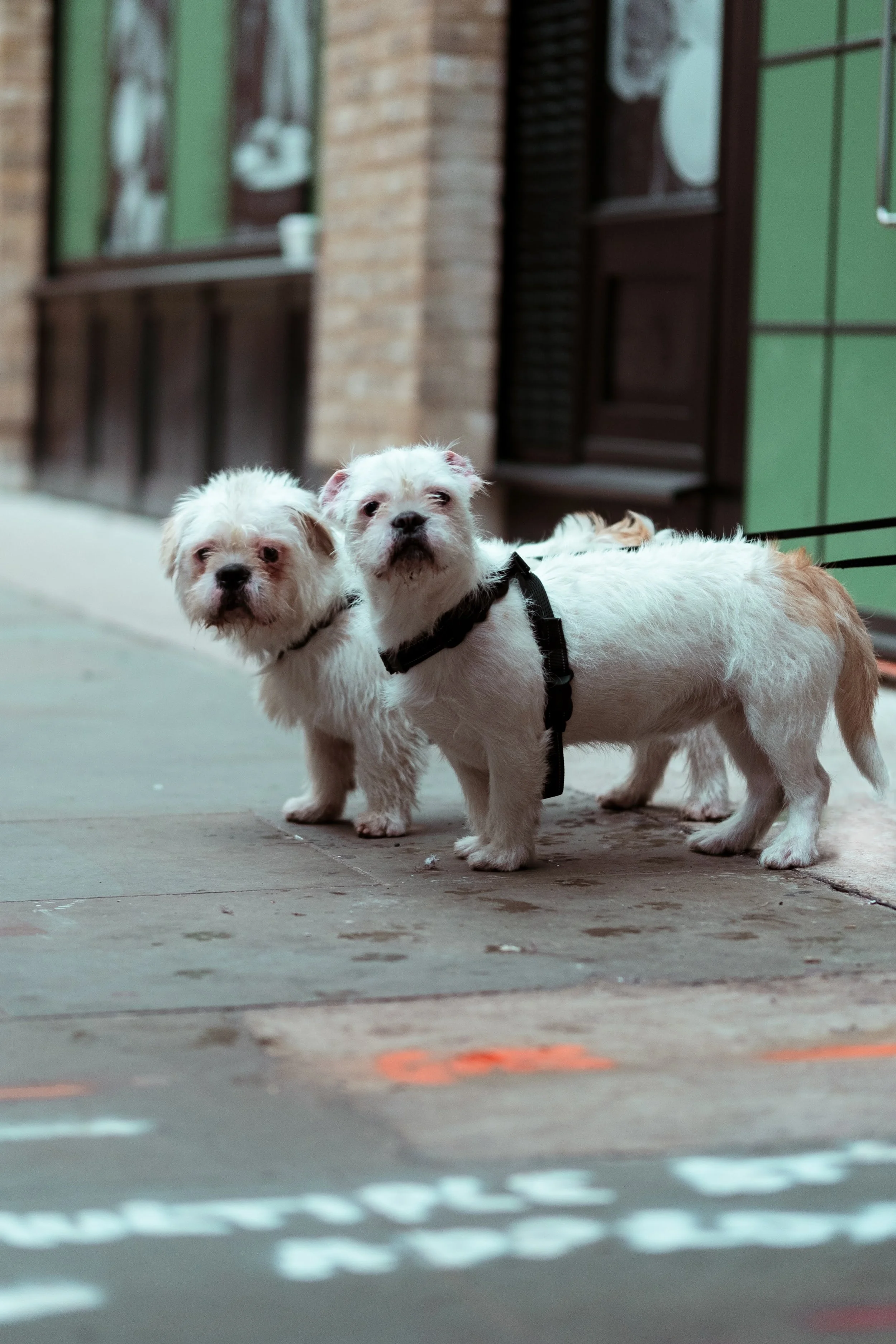 Two small white dogs with black harnesses standing on a sidewalk.