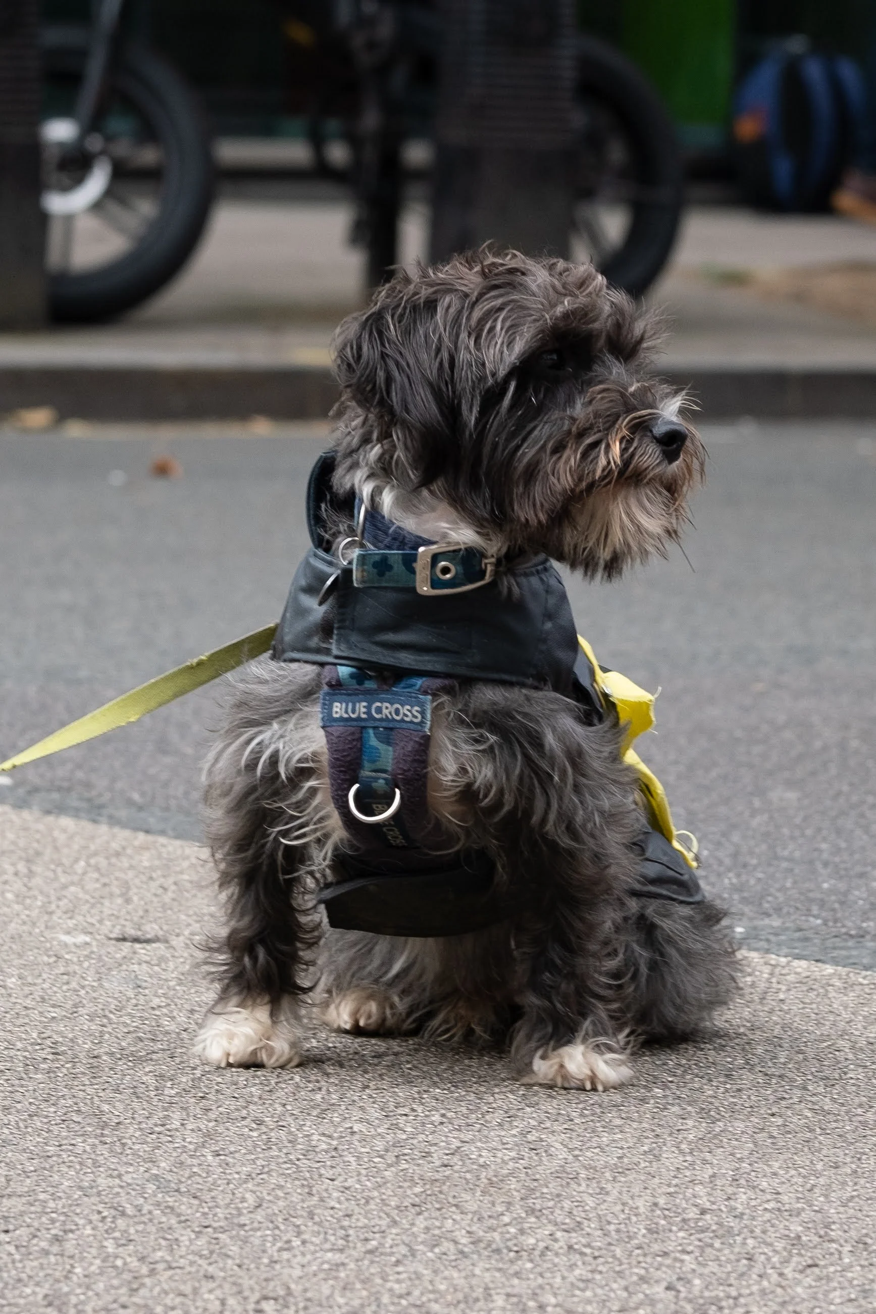 A small, fluffy dog with black and gray fur, sitting on pavement and wearing a black harness and jacket, with a yellow leash attached.