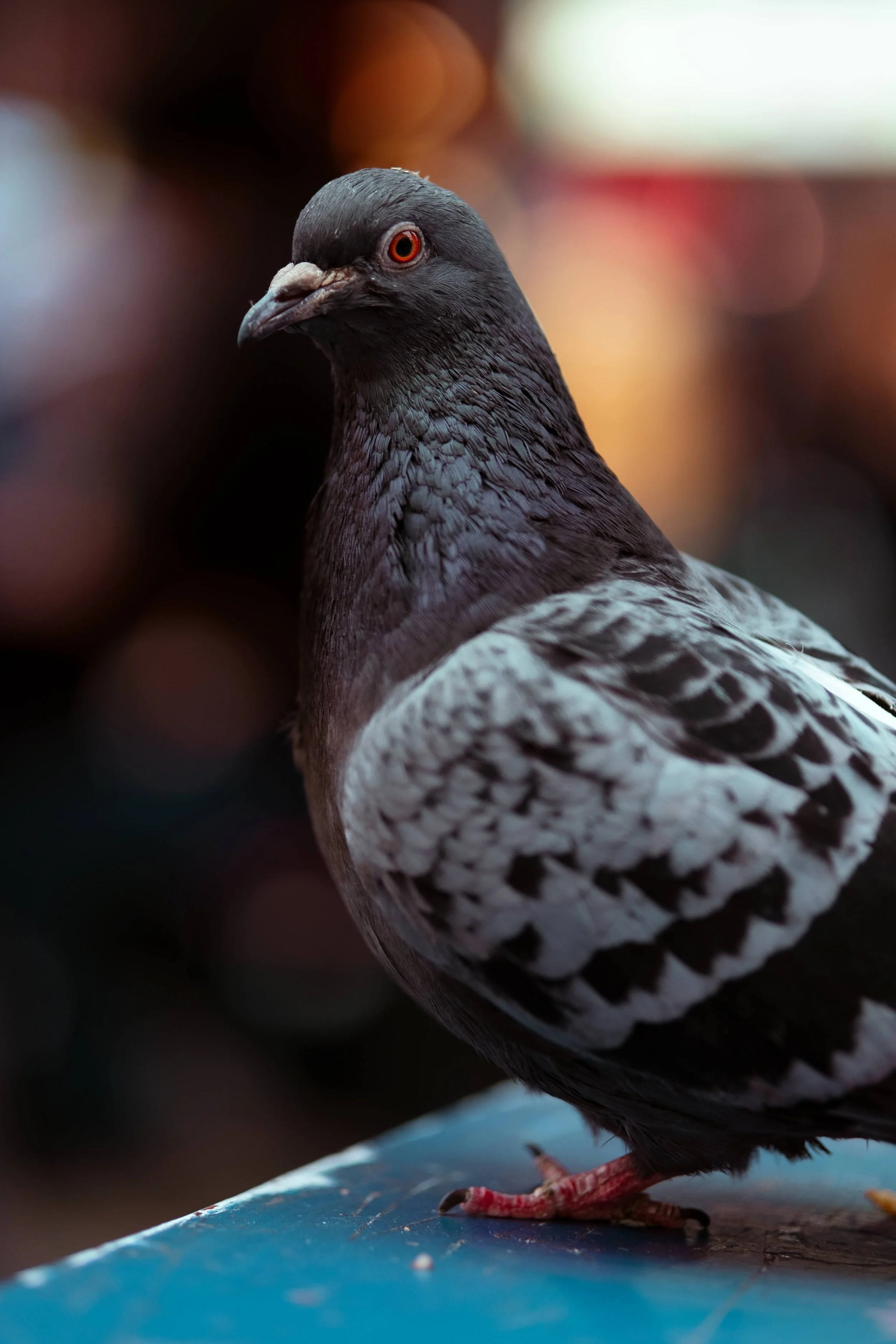 Close-up of a pigeon with black and white feathers, red eye, and pinkish feet, standing on a blue surface with a blurred colorful background.