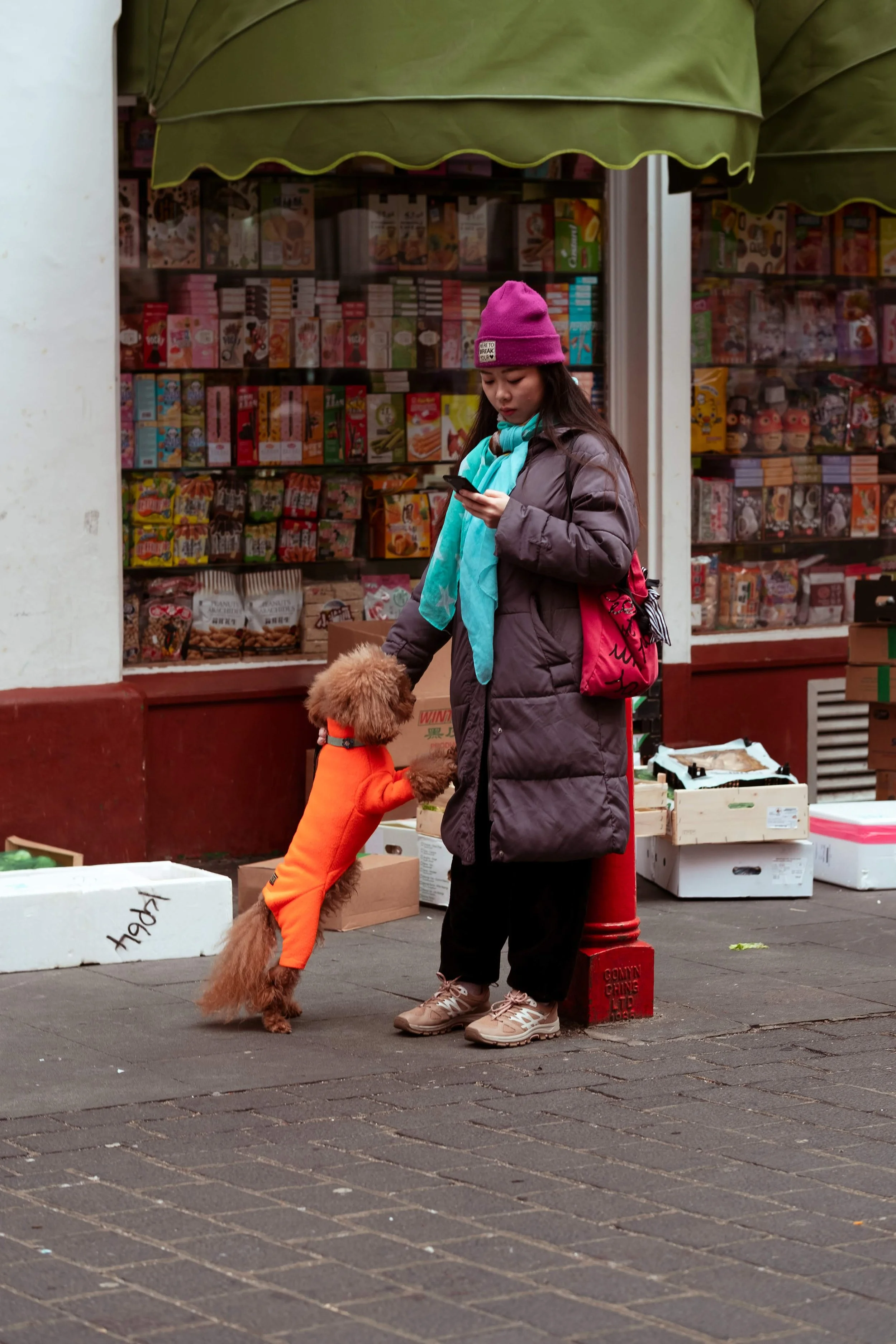 A young woman with long dark hair wearing a purple beanie, gray puffy coat, turquoise scarf, black pants, and beige sneakers, standing on a city sidewalk with her right hand on a small brown poodle in an orange shirt. She is looking at her phone. Beh
