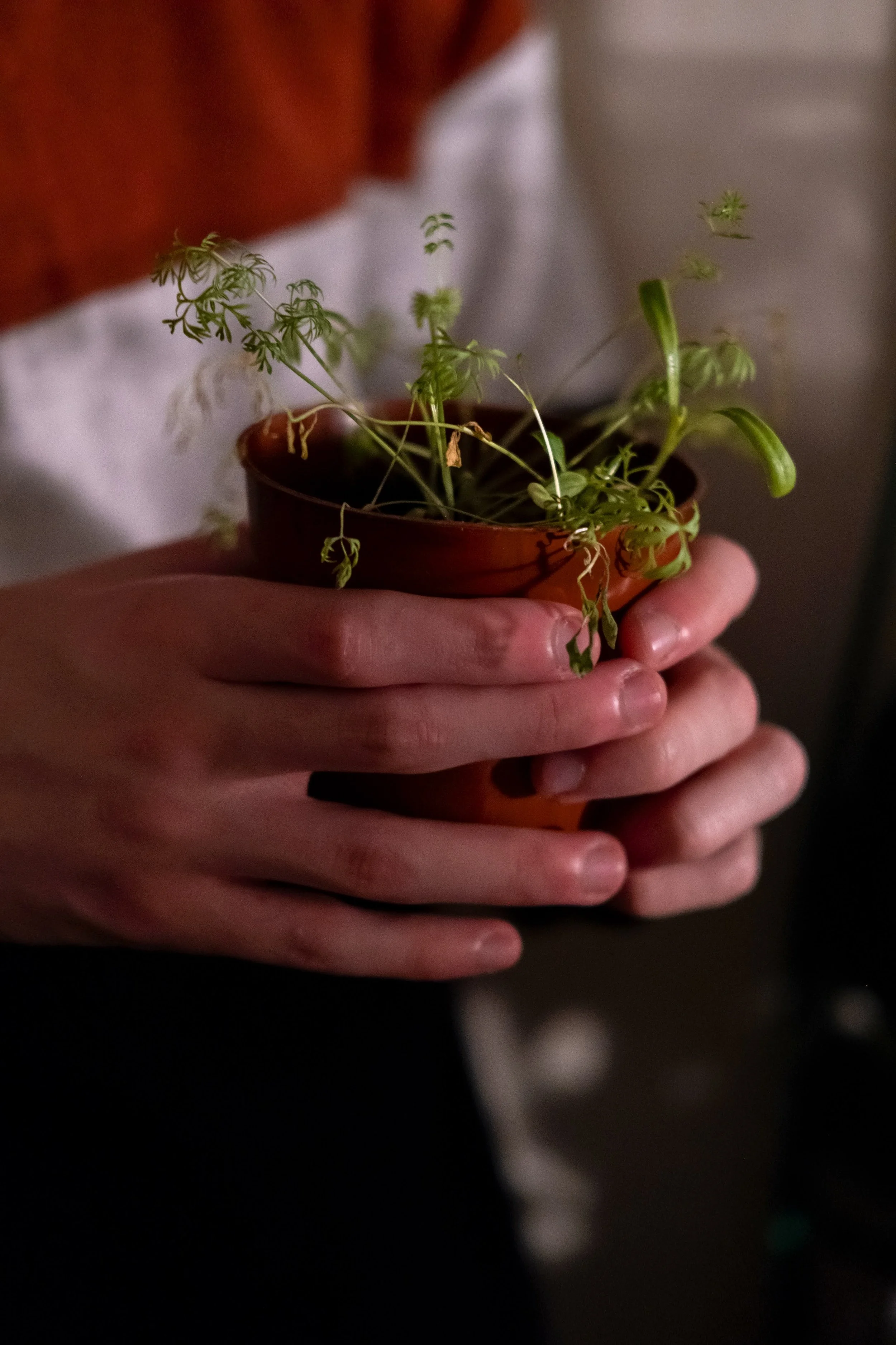 Person holding a small terracotta pot with a sprouting green plant.