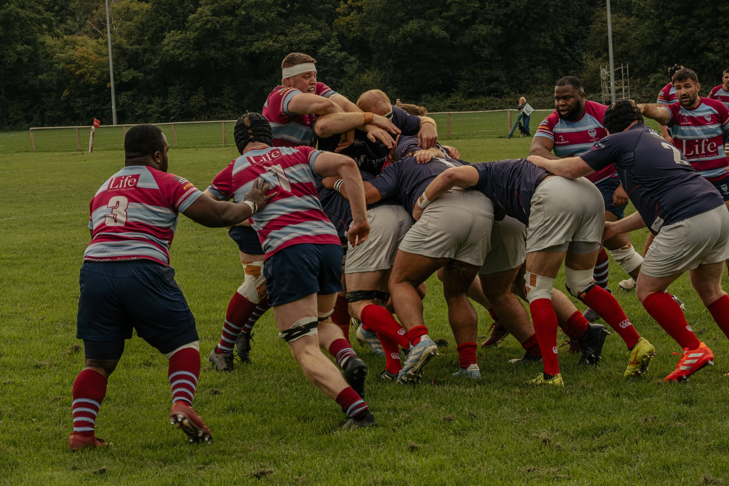 Rugby players in a lineout contest on a grassy field with trees in the background. Some players are leaping, and others are pushing in a scrum, wearing striped and solid-colored jerseys.