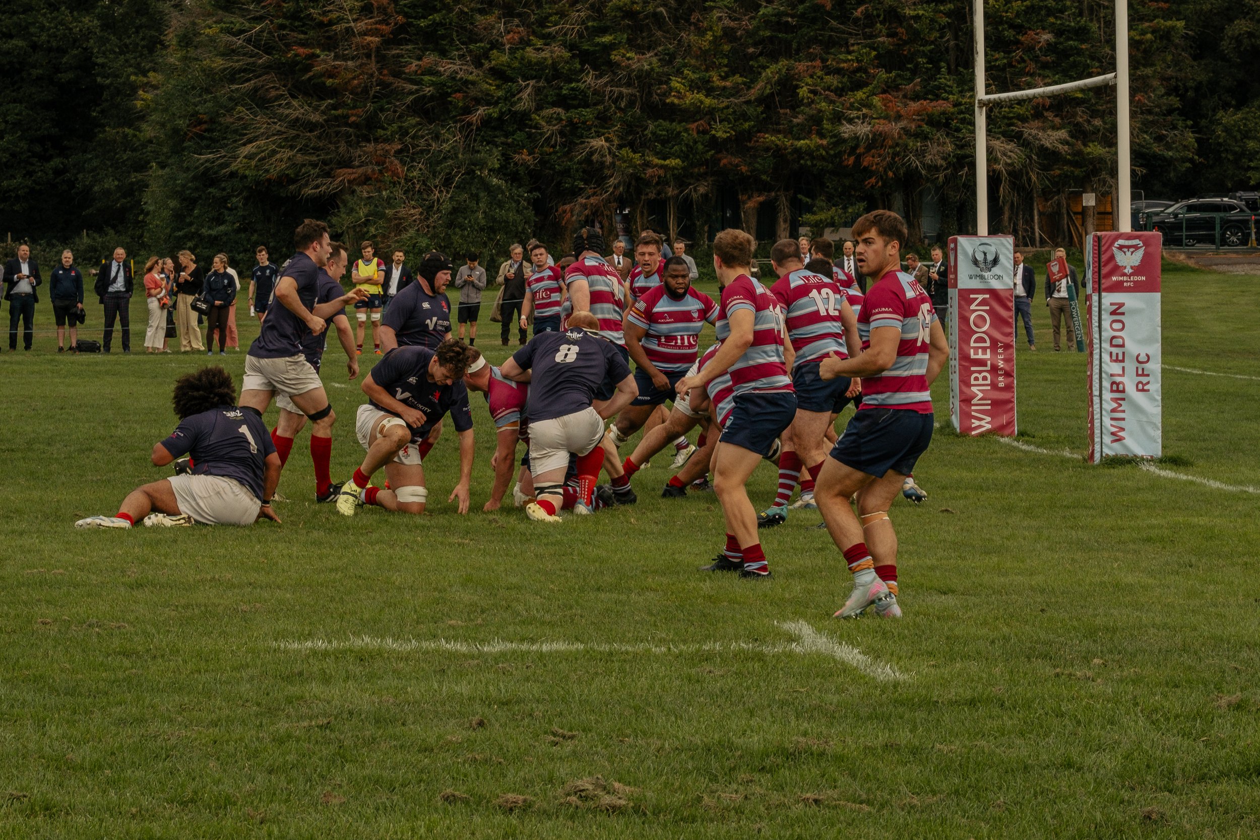 A rugby match taking place on a grassy field with players from two teams engaging in a play. One team is wearing navy blue jerseys with white shorts, and the other team is in maroon, gray, and white striped jerseys with navy blue shorts. Several play