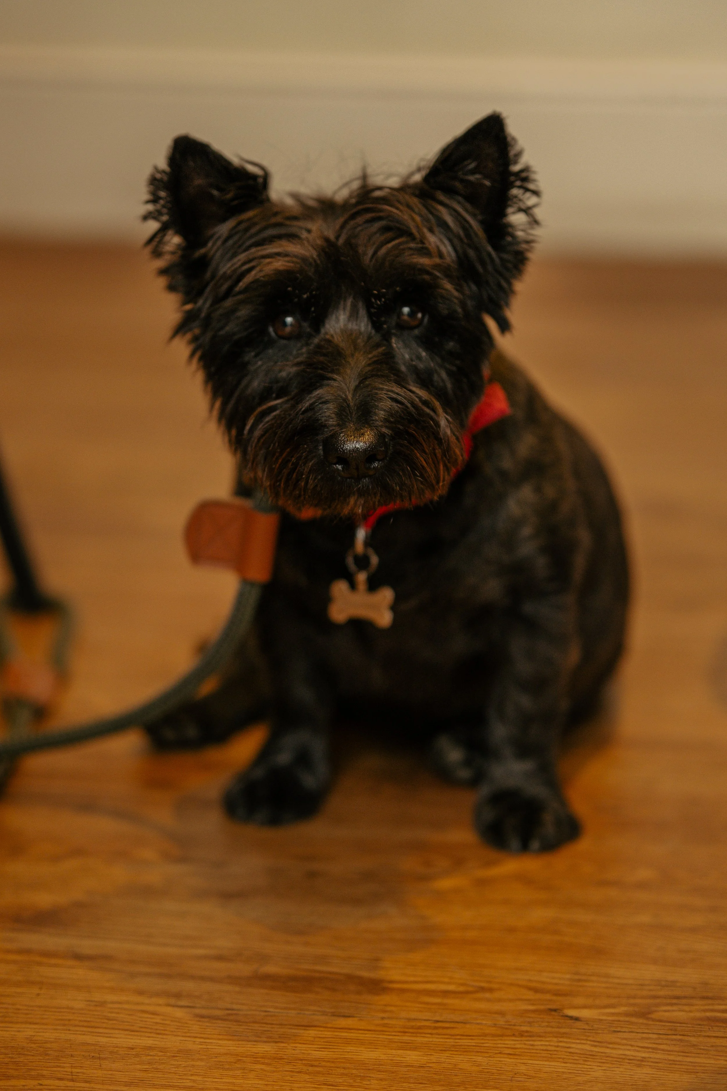A small dog with black and brown fur sitting on a wooden floor, wearing a red collar and a bone-shaped identification tag.