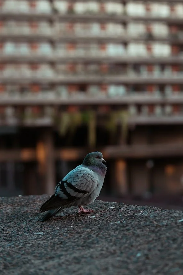 A pigeon standing on a rough surface with a blurred multi-story apartment building in the background.