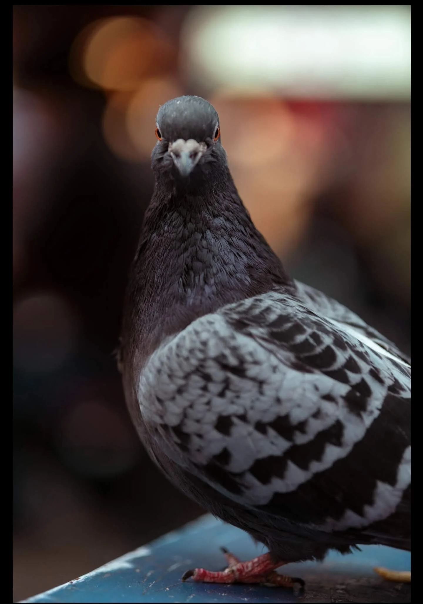 Close-up of a pigeon with black and white feathers, looking directly at the camera.