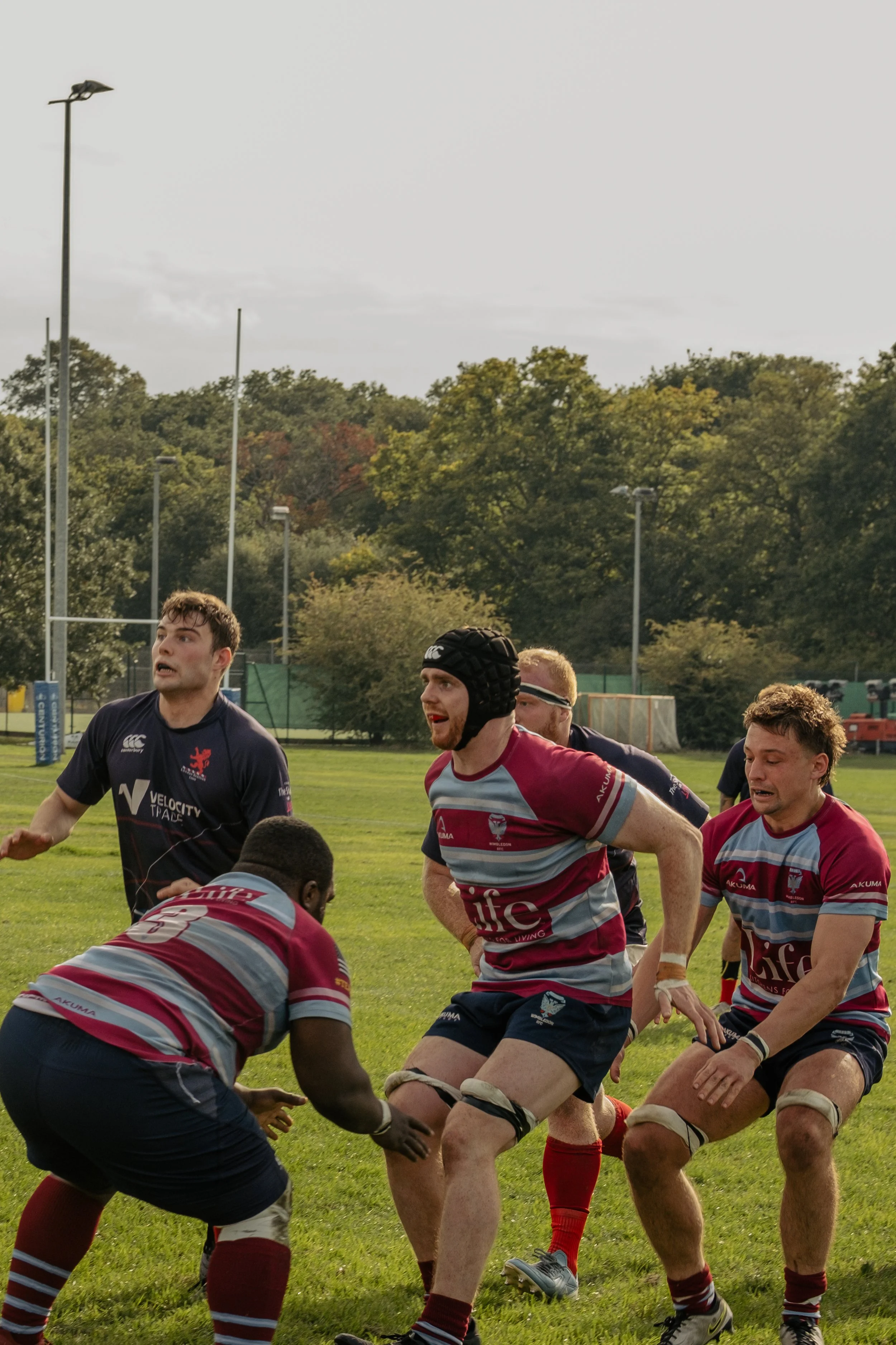 Rugby players in maroon and light blue uniforms engaged in a match on a grassy field, with trees and light posts in the background.