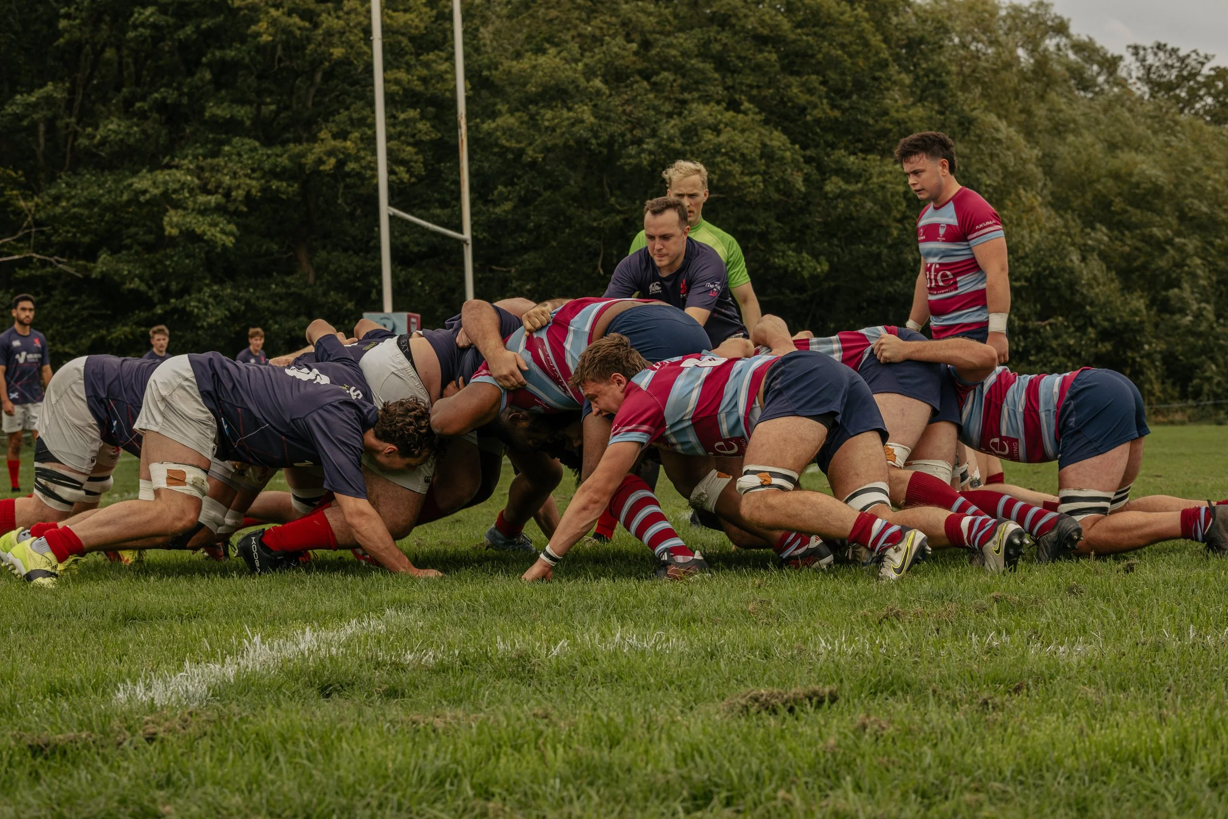 Rugby players engaged in a scrum on a grassy field during a match, with some players wearing navy blue and others in red and gray striped jerseys. The referee observes in the background, and trees surround the playing area.