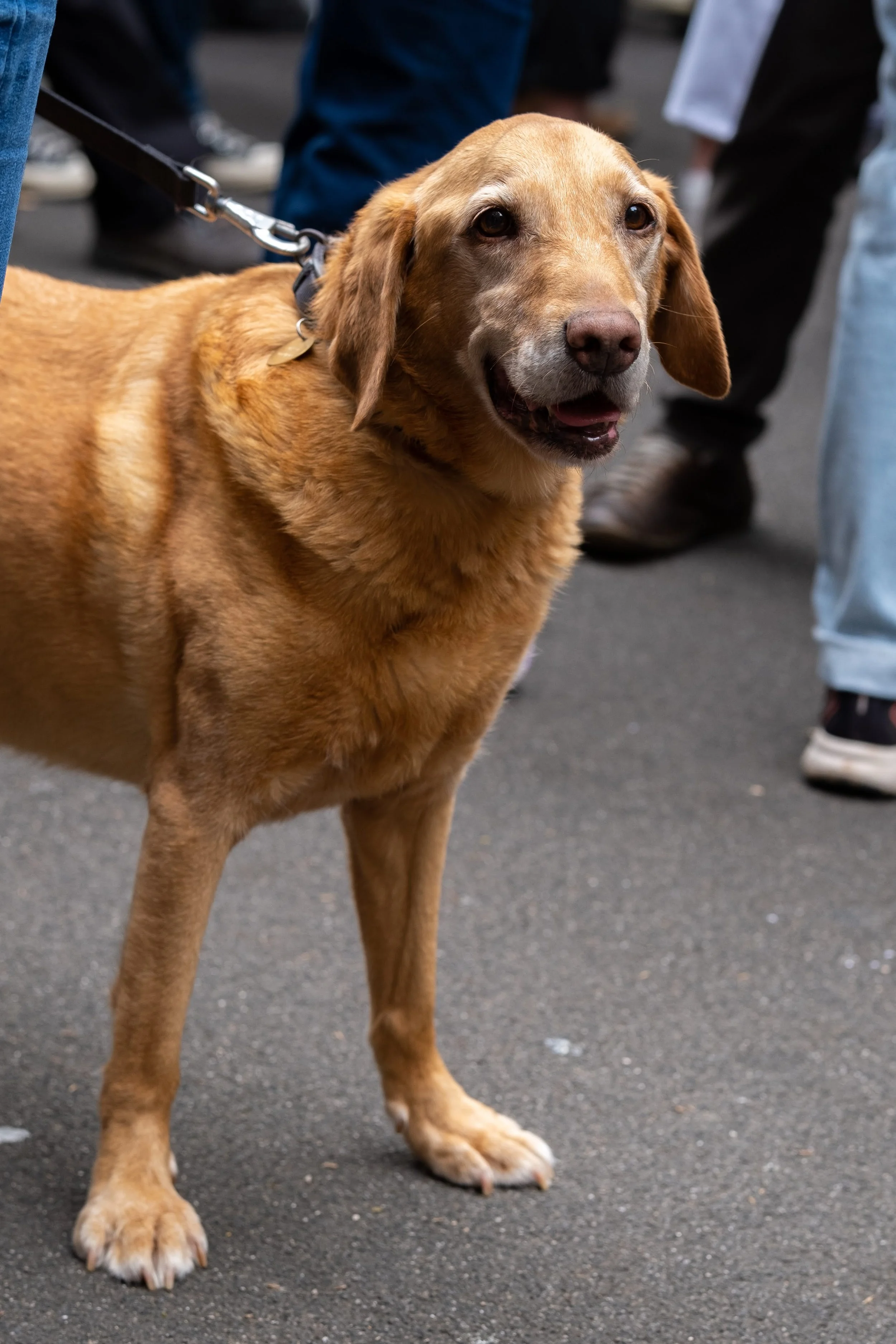 A happy golden retriever dog standing on a paved surface surrounded by people, with a black leash attached to its collar.