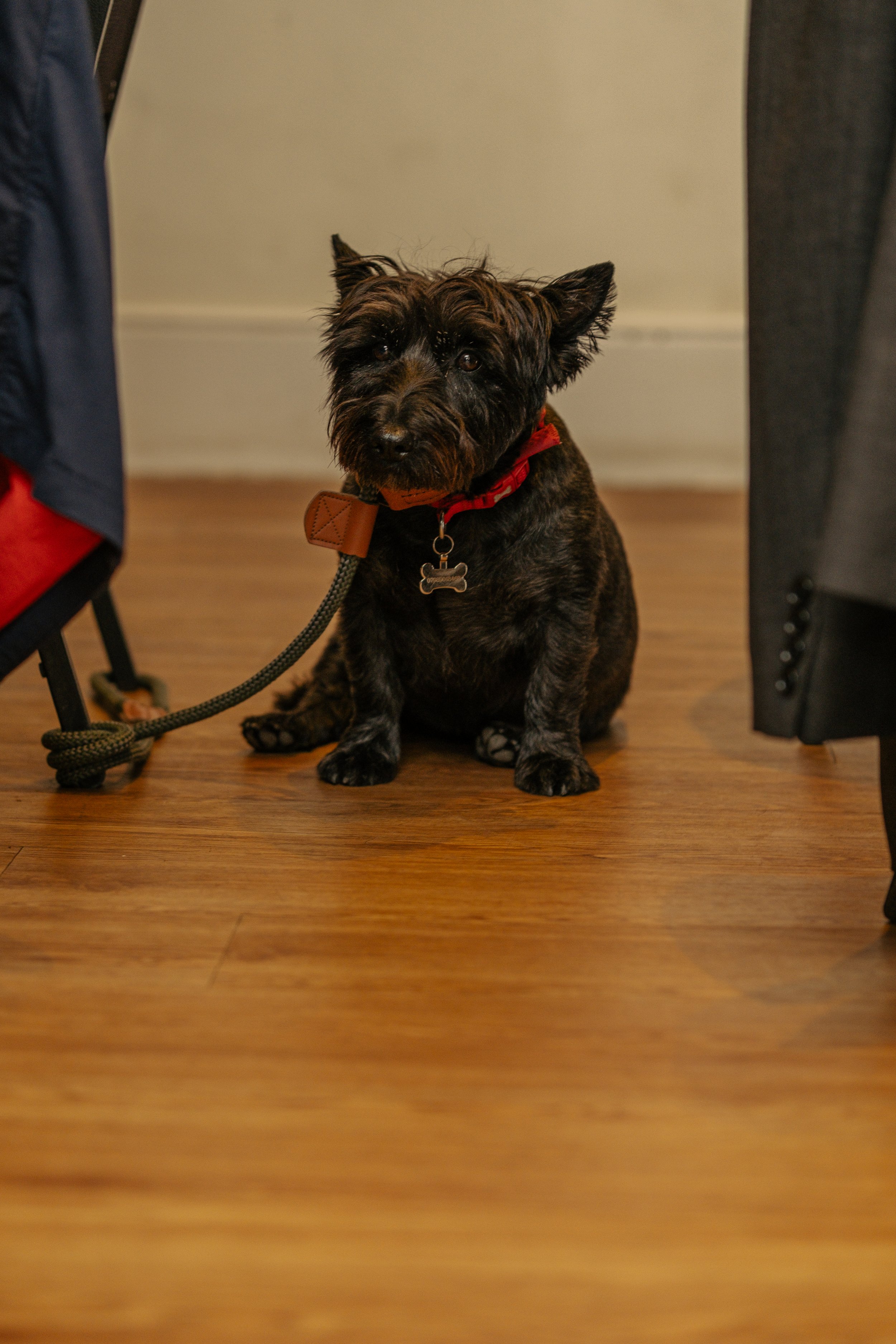 Small black dog with a reddish-brown collar sitting on a wooden floor between people. The dog has a bony shape, pointy ears and dark eyes.