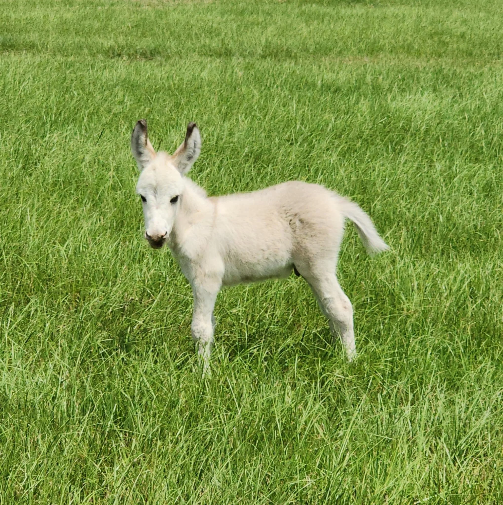 One of the sweetest new additions to Lazy Dog Ranch has finally made his debut. Meet Ice ❄️, the little donkey with a big personality.

Even though he&rsquo;s small, he&rsquo;s already strutting around the pasture like he owns the place. Ice is curio