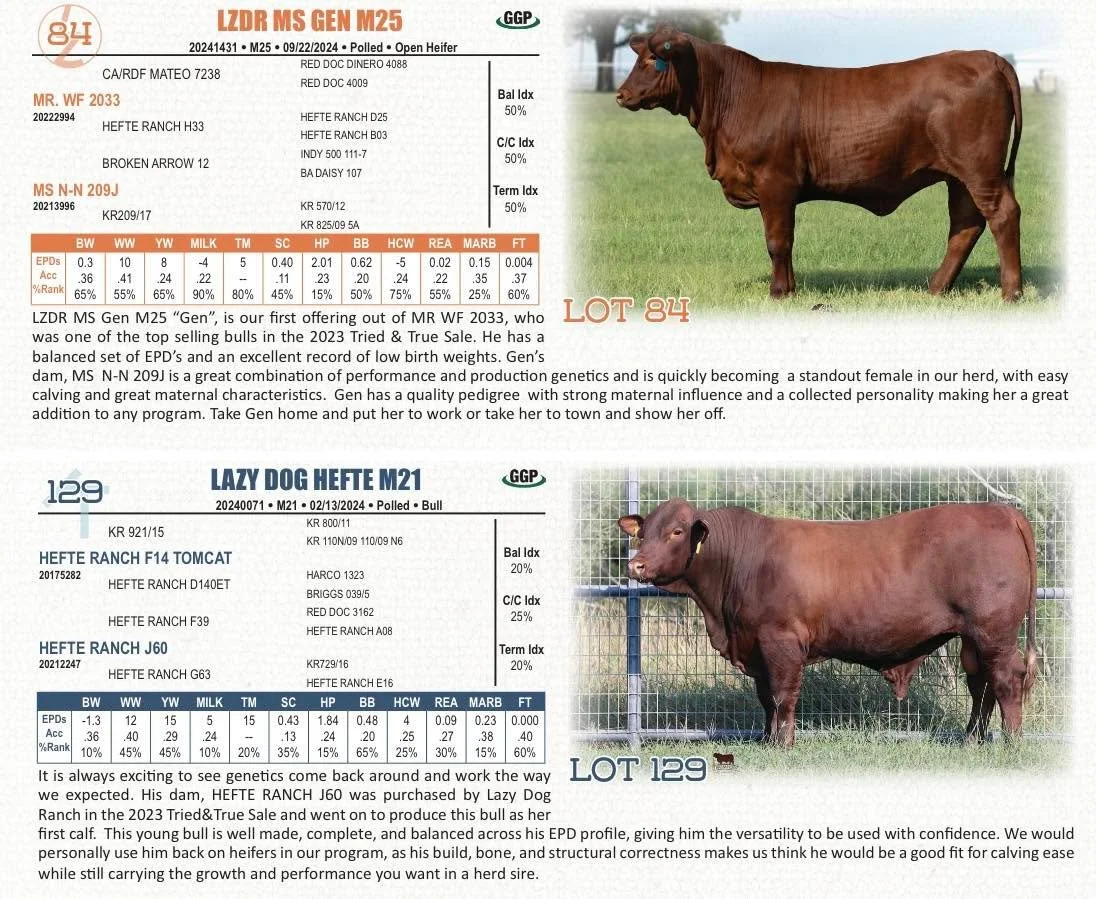 Here are the ads for our two consignments in the Strait Ranches Tried &amp; True 2025 Sale.
	&bull;	Lot 84: LZDR MS Gen M25 &ldquo;Gen&rdquo; (page 40)
	&bull;	Lot 129: Lazy Dog Hefte M21 (page 55)

We&rsquo;re proud to offer these two and look forwa