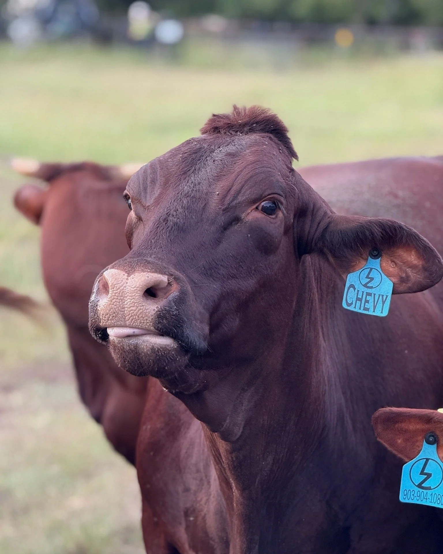 Every program has that one heifer who started it all. For Lazy Dog Cattle Company, her name is Chevy.

Clayton earned Chevy through the calf scramble program in 2022, competing three times at major rodeos in Houston, San Antonio, and Austin. With eno