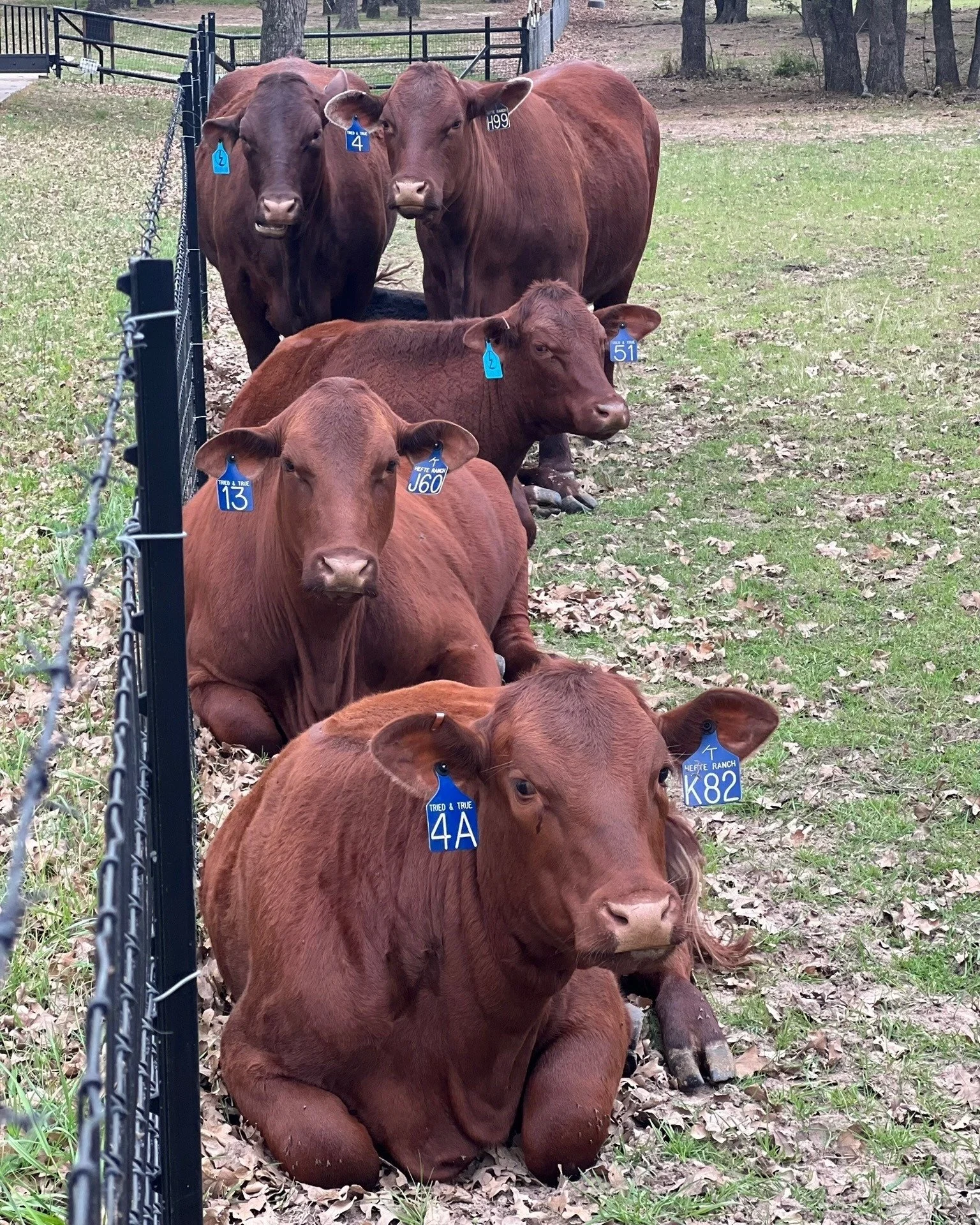 The Santa Gertrudis breed has deep Texas roots and a history built on innovation.

In the early 1900s, the King Ranch set out to create a new type of beef animal that could thrive in the harsh South Texas climate. They crossed Brahman cattle, known f