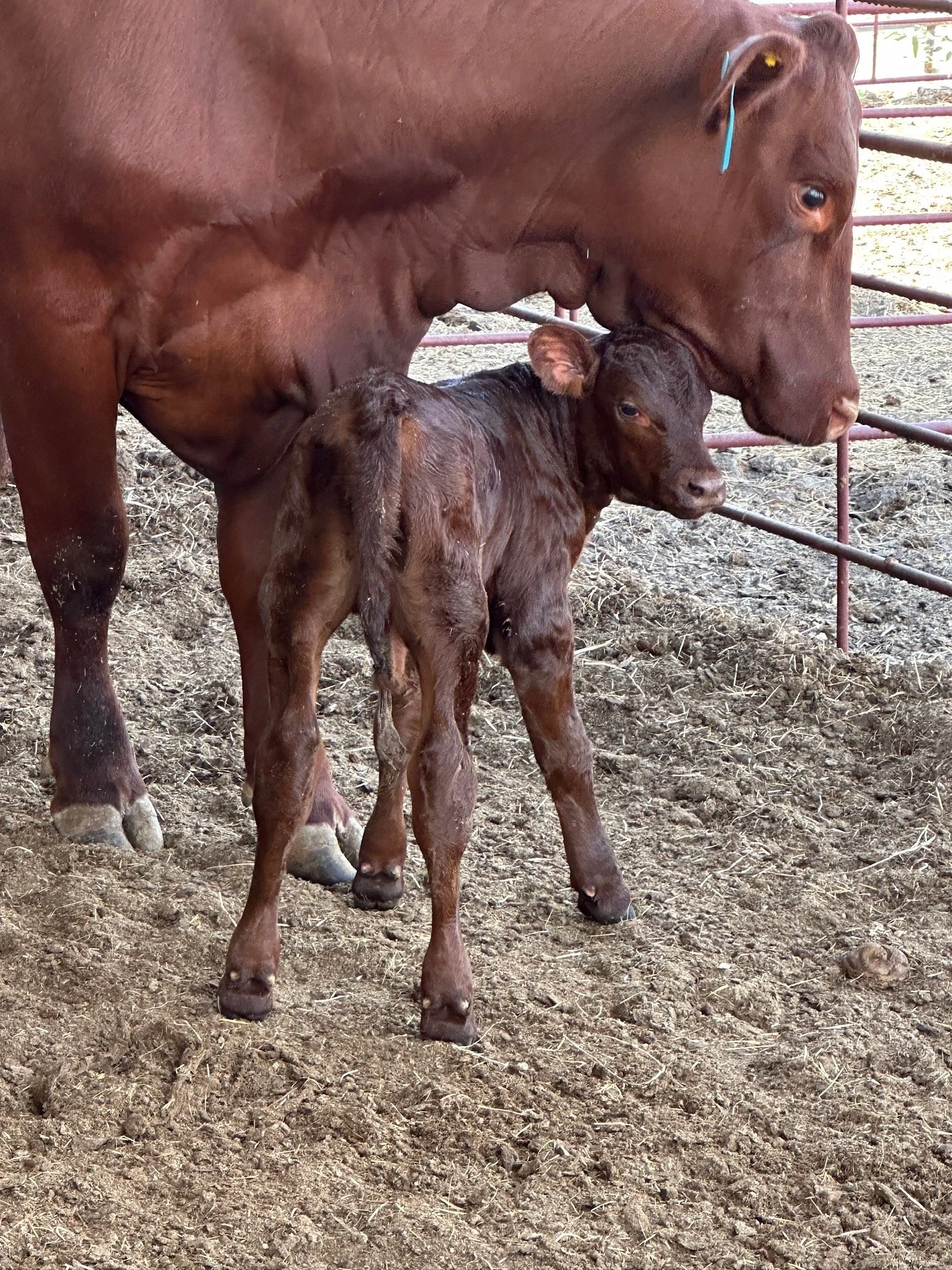 Fun Fact: Dairy cows and beef cows are not managed the same, and mixing the two can cause more problems than you think.

Dairy cows require specialized vaccines and nutrition designed for high-volume milk production. Beef cattle are vaccinated and fe