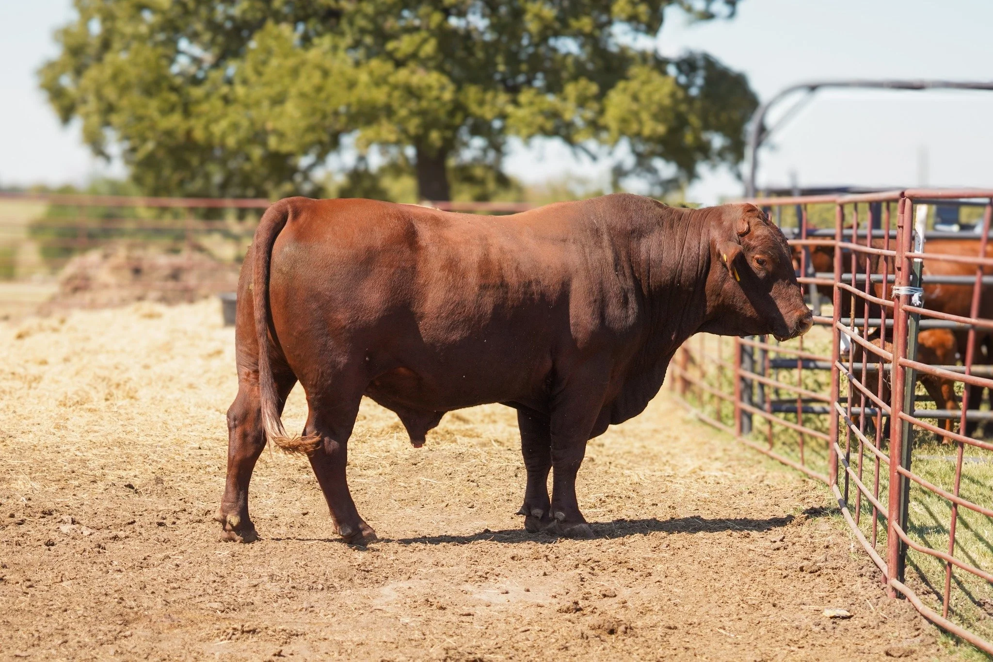 𝐌𝐞𝐞𝐭 𝐌𝐫. 𝐖𝐨𝐧𝐝𝐞𝐫𝐟𝐮𝐥! &ldquo;𝐊𝐞𝐯𝐢𝐧&rdquo; 𝐢𝐬 𝐒𝐭𝐚𝐧𝐝𝐢𝐧𝐠 𝐭𝐨 𝐭𝐡𝐞 𝐏𝐮𝐛𝐥𝐢𝐜

The bull behind our low-birth-weight, docile, and power-built calves is now available to help shape your next calf crop.

Kevin sires the kind