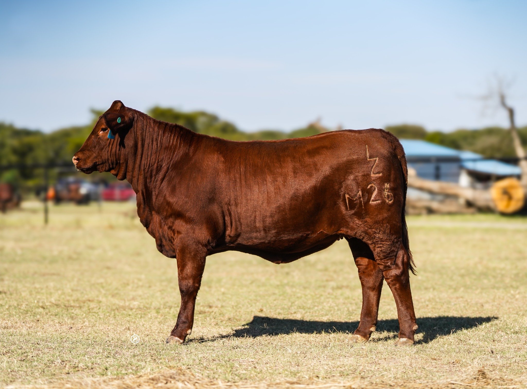 𝗣𝗔𝗧𝗦𝗬 𝗜𝗡 𝗣𝗥𝗢𝗙𝗜𝗟𝗘

This is LZDR Ms. Patsy M26, our consignment to the South Texas Heritage Sale. She sells as Lot 29, and she is everything we aim to raise at Lazy Dog Cattle Company.

Patsy is sired by MR WF 2033 (Kevin) and out of SR M