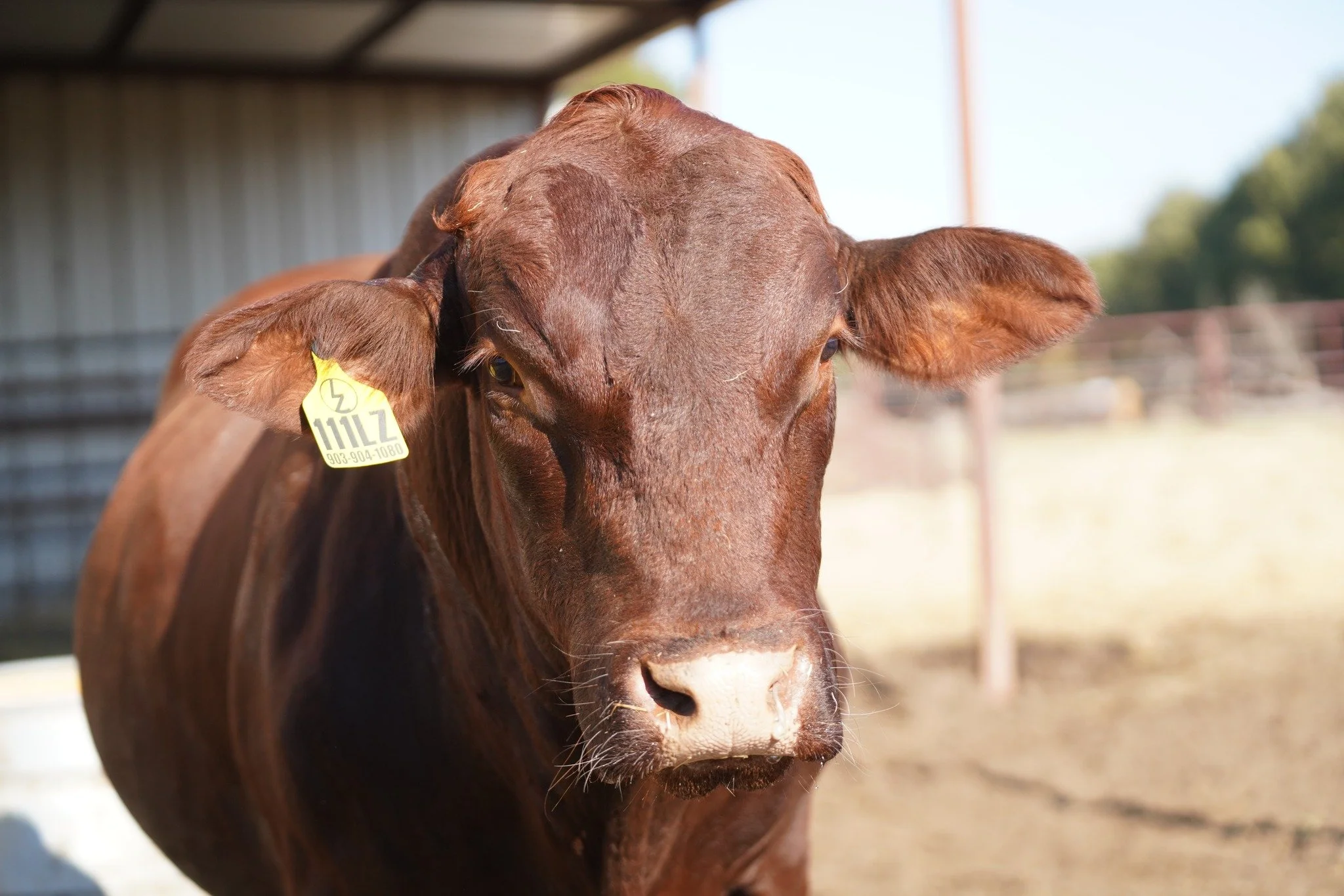 𝗦𝗜𝗥𝗘 𝗢𝗙 𝗟𝗢𝗧 𝟮𝟵

You have already met MR WF 2033 &ldquo;Kevin&rdquo;, but with breeding season coming up and his daughter LZDR Ms. Patsy M26 selling November 22, it is the perfect time to show him off again.

Kevin has proven himself as a l