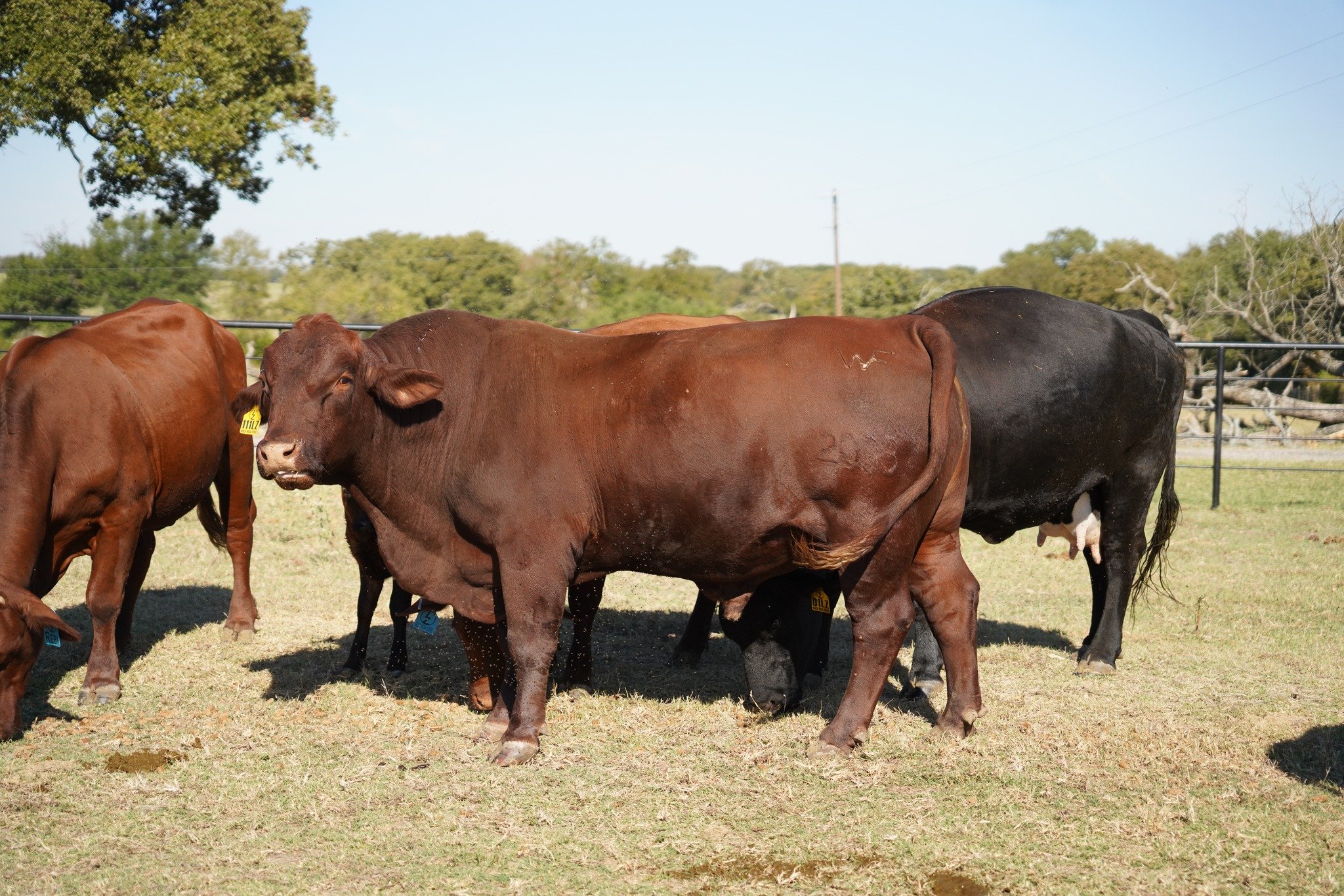 𝗪𝗛𝗬 𝗖𝗢𝗪𝗦 𝗖𝗛𝗘𝗪 𝗧𝗛𝗘𝗜𝗥 𝗖𝗨𝗗

If you have ever watched cattle relaxing in the pasture, you have probably seen them chewing with no feed in front of them. That is called chewing the cud, and it is one of the best signs of a healthy, comf