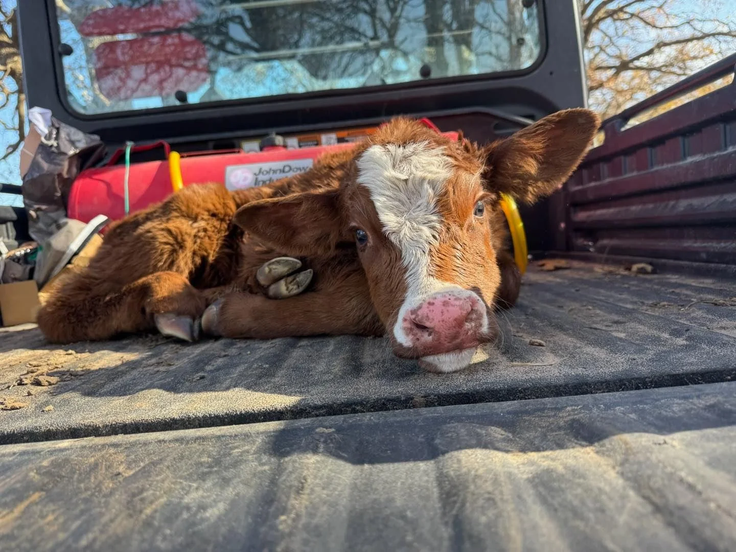 𝗠𝗢𝗥𝗘 𝗔𝗡𝗗 𝗠𝗢𝗥𝗘 𝗕𝗔𝗕𝗜𝗘𝗦 🐄🤍

Calving season is officially in full swing and it feels like every day brings another new face to the pasture. Fresh babies on the ground, proud mamas close by, and lots of checking cows around the clock.

