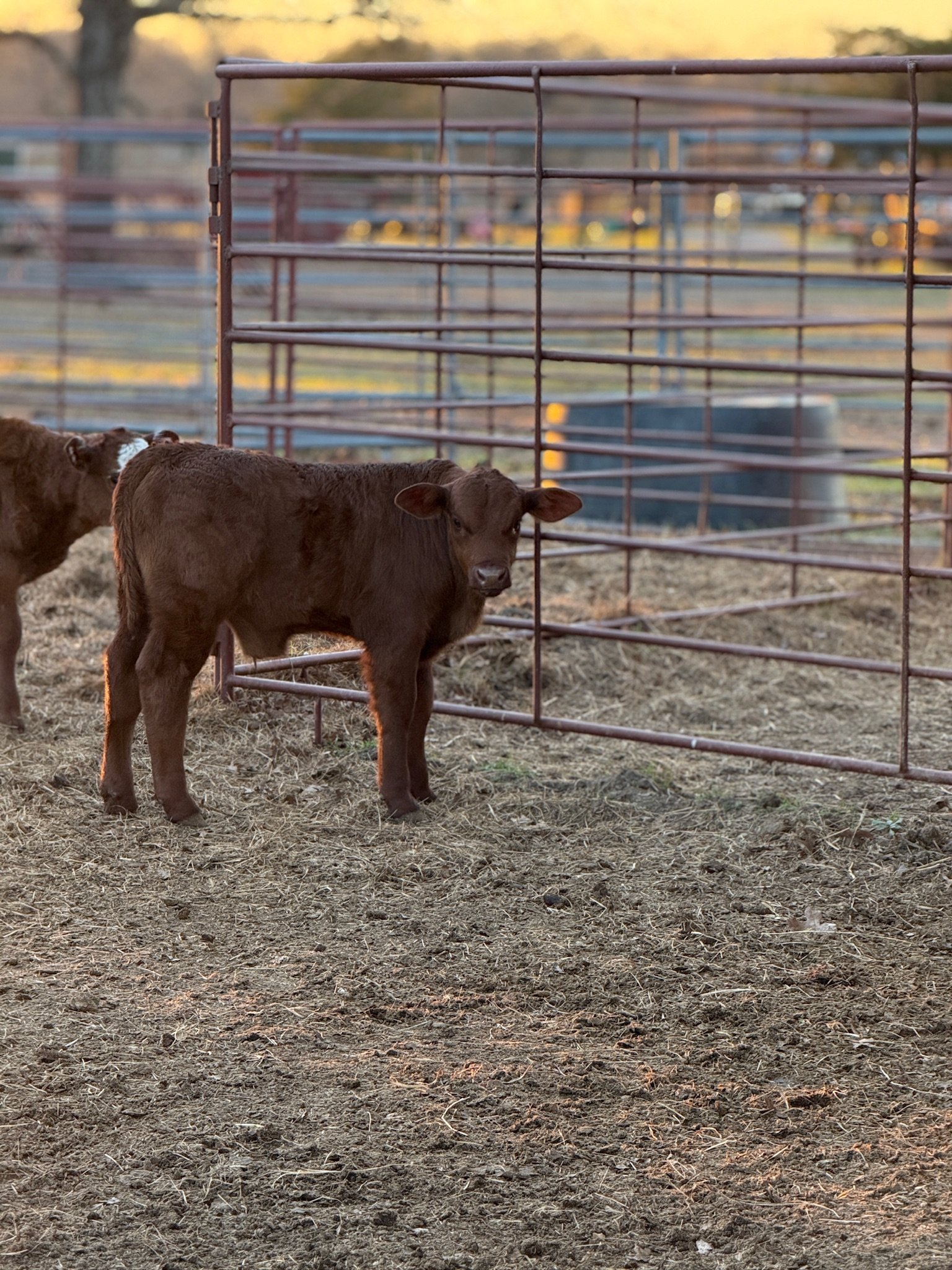 𝗖𝗔𝗟𝗩𝗘𝗦 𝗢𝗡 𝗖𝗔𝗟𝗩𝗘𝗦 🐄🤍

The babies just keep coming and we are not mad about it. Fancy welcomed a stout little bull calf and Gabby gave us a sweet heifer calf. Both are by Mr. Wonderful aka Kevin, and both hit the ground healthy, up, and