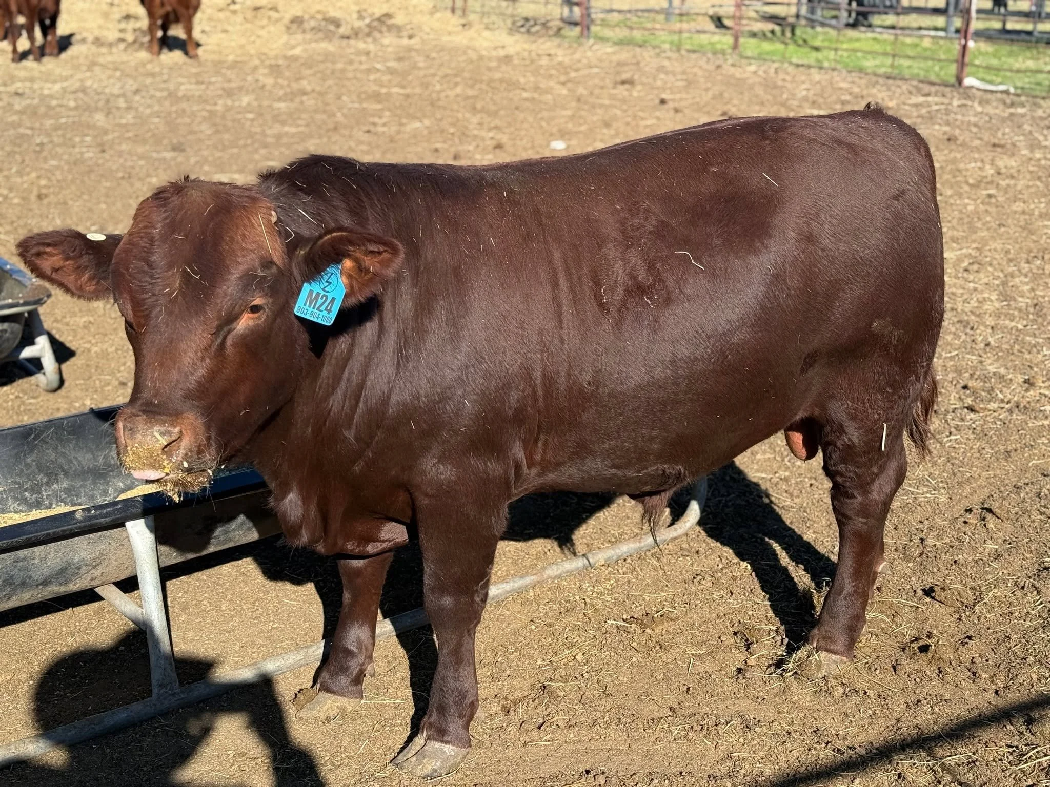 yOffering LZDR MR CUBAN aka &ldquo;Porky&rdquo;
Registration #: 20241430

This young Santa Gertrudis bull is sired by our standout low-birthweight herd sire Mr. Wonderful (Reg. #20222994), a bull many of you have already seen featured here on our pag