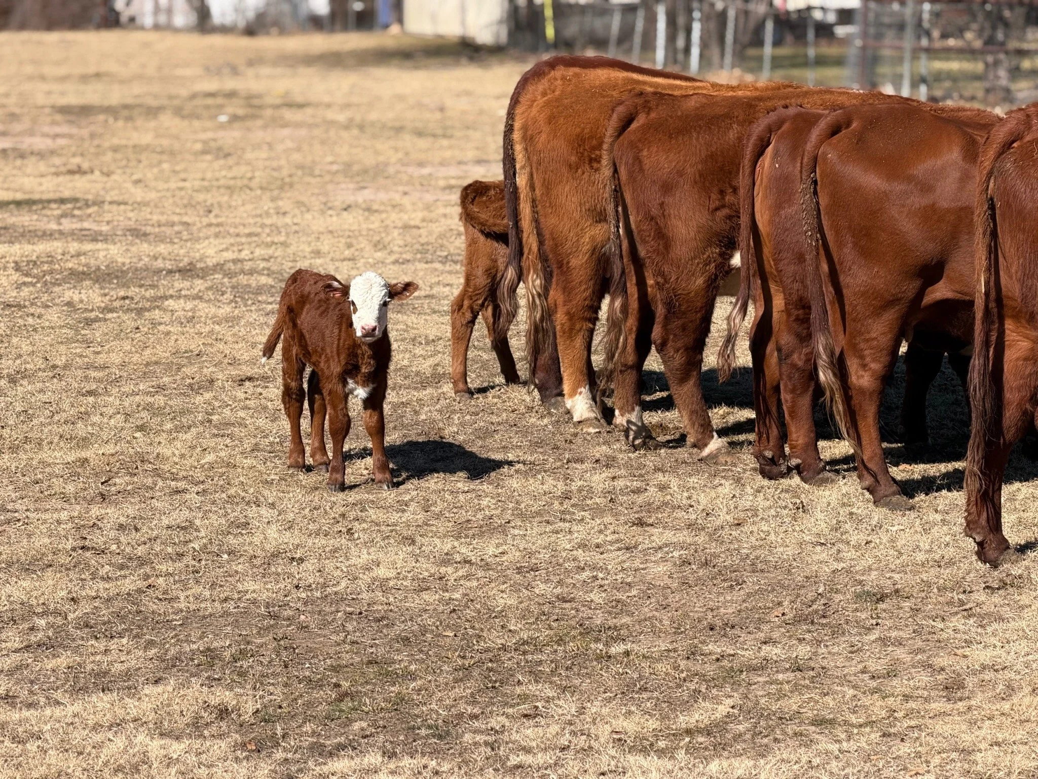 This little Star 5 mott is already stealing the spotlight. Bright eyed, curious, and way too cute for a busy calving season. Moments like this make all the long days worth it.

⋘ ───────────── ⋙
𝗟𝗔𝗭𝗬 𝗗𝗢𝗚 𝗖𝗔𝗧𝗧𝗟𝗘 𝗖𝗢𝗠𝗣𝗔𝗡𝗬
lazydogcatt