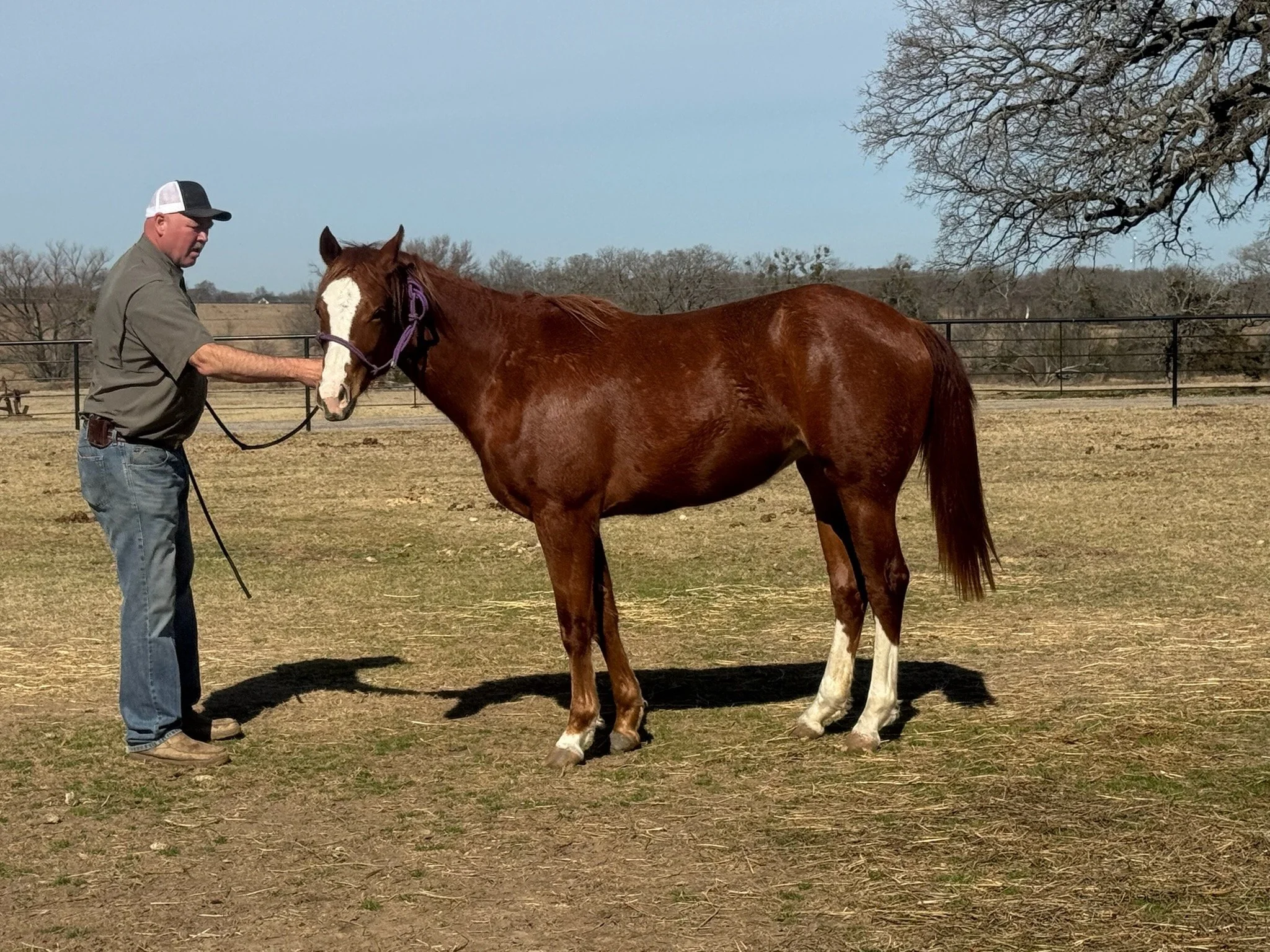 Here is more pics of Vic! She's pretty tall for just 2(although may not look it next to Zach), but ready to start your way! Grade but have parents papers and could probably get her registered. 

X,XXX

⋘ ───────────── ⋙
𝗟𝗔𝗭𝗬 𝗗𝗢𝗚 𝗖𝗔𝗧𝗧𝗟𝗘 ?