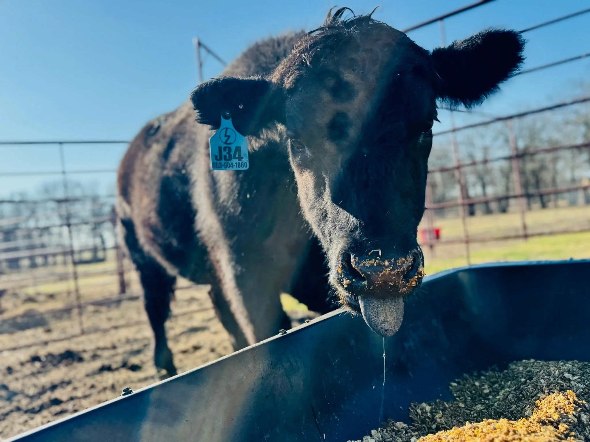 𝗙𝗨𝗡 𝗙𝗥𝗜𝗗𝗔𝗬 🤠

If you need us today, we will be somewhere between feeding cows, checking calves, dodging mud, and pretending we are not already thinking about supper.

Ranch life does not really have weekends, but Fridays still hit a little 
