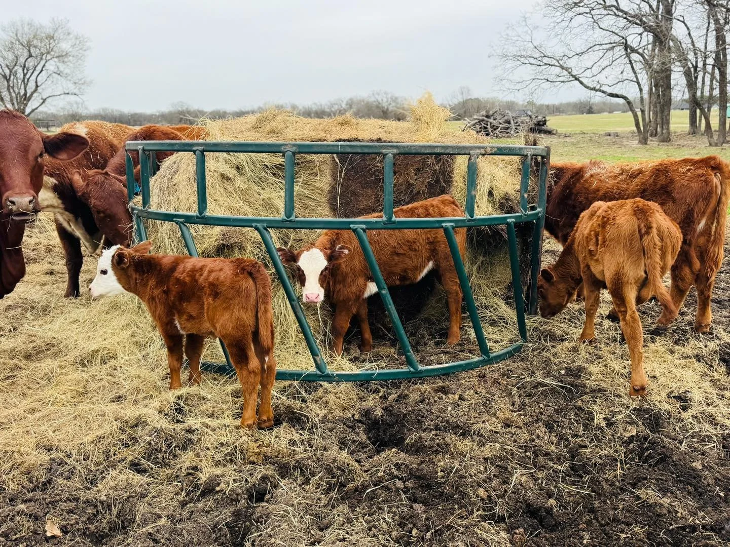 𝗛𝗔𝗬 𝗥𝗜𝗡𝗚 𝗩𝗜𝗕𝗘𝗦 🐄

This calf said forget grazing, I&rsquo;m moving in. Front row seat, unlimited snacks, and no rent required.

Some calves ease into ranch life. Others immediately claim prime real estate and act like they run the place.
