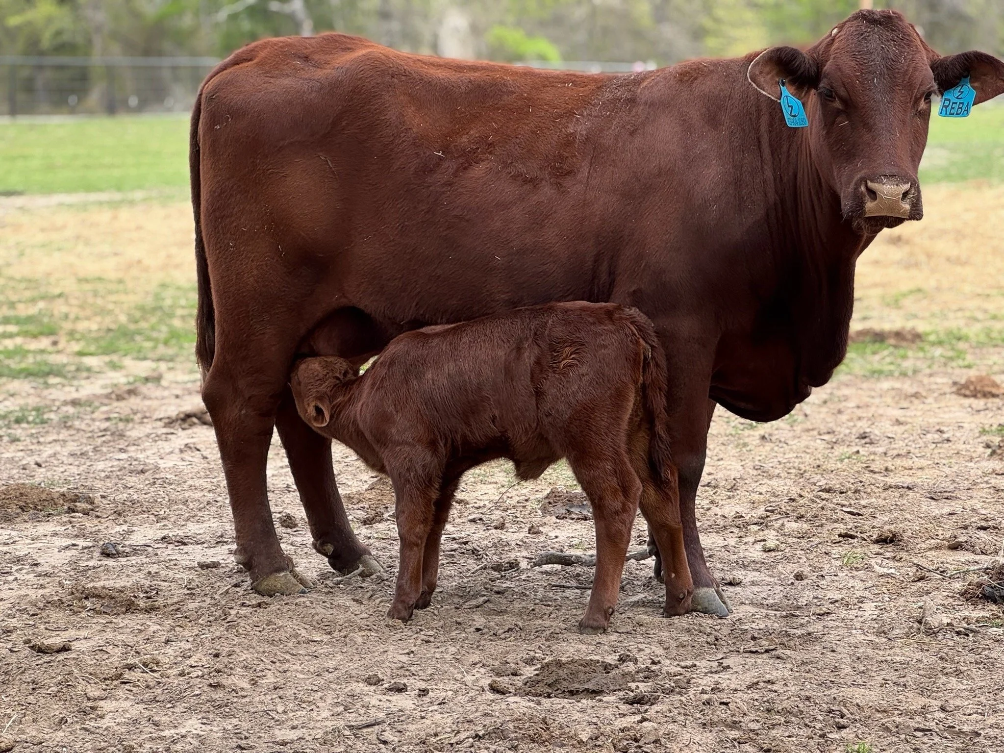 𝗕𝗥𝗘𝗘𝗗𝗜𝗡𝗚 𝗙𝗢𝗥 𝗠𝗜𝗟𝗞 🐄🥛

One of the most important traits we select for is maternal milk production. A calf&rsquo;s growth in the first few months is driven largely by how much quality milk it gets from its dam. More milk, within reason