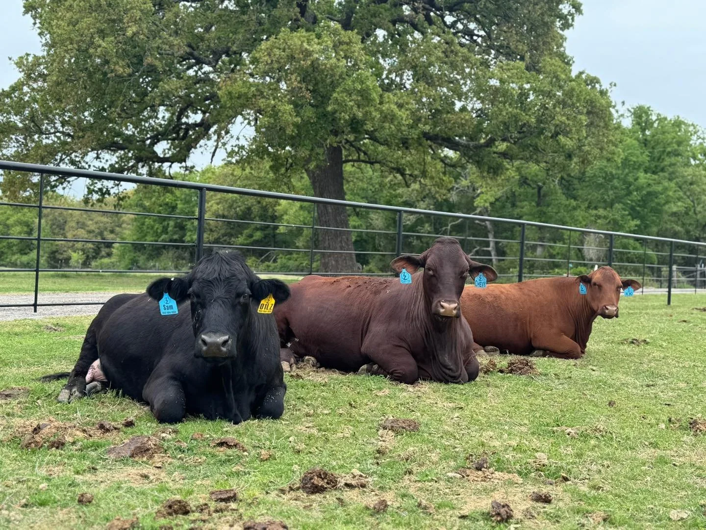 I swear this isn&rsquo;t AI&hellip; they just lined up in perfect color order🩷

Just some of our OG girls- Sam, Chevy, and KK- just chillin! It&rsquo;s starting to get green and beautiful around here. 

⋘ ───────────── ⋙
𝗟𝗔𝗭𝗬 𝗗𝗢𝗚 𝗖𝗔𝗧𝗧𝗟𝗘