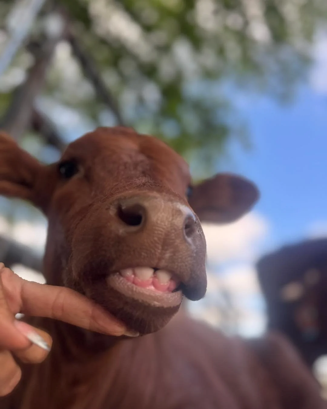 𝗖𝗢𝗪 𝗧𝗘𝗘𝗧𝗛 𝟭𝟬𝟭 🐄🦷

Cows have a very different setup than most people expect. No top front teeth. Just a hard dental pad on top and a row of incisors on the bottom. That is how they grab and tear grass before chewing it down.

As they age,