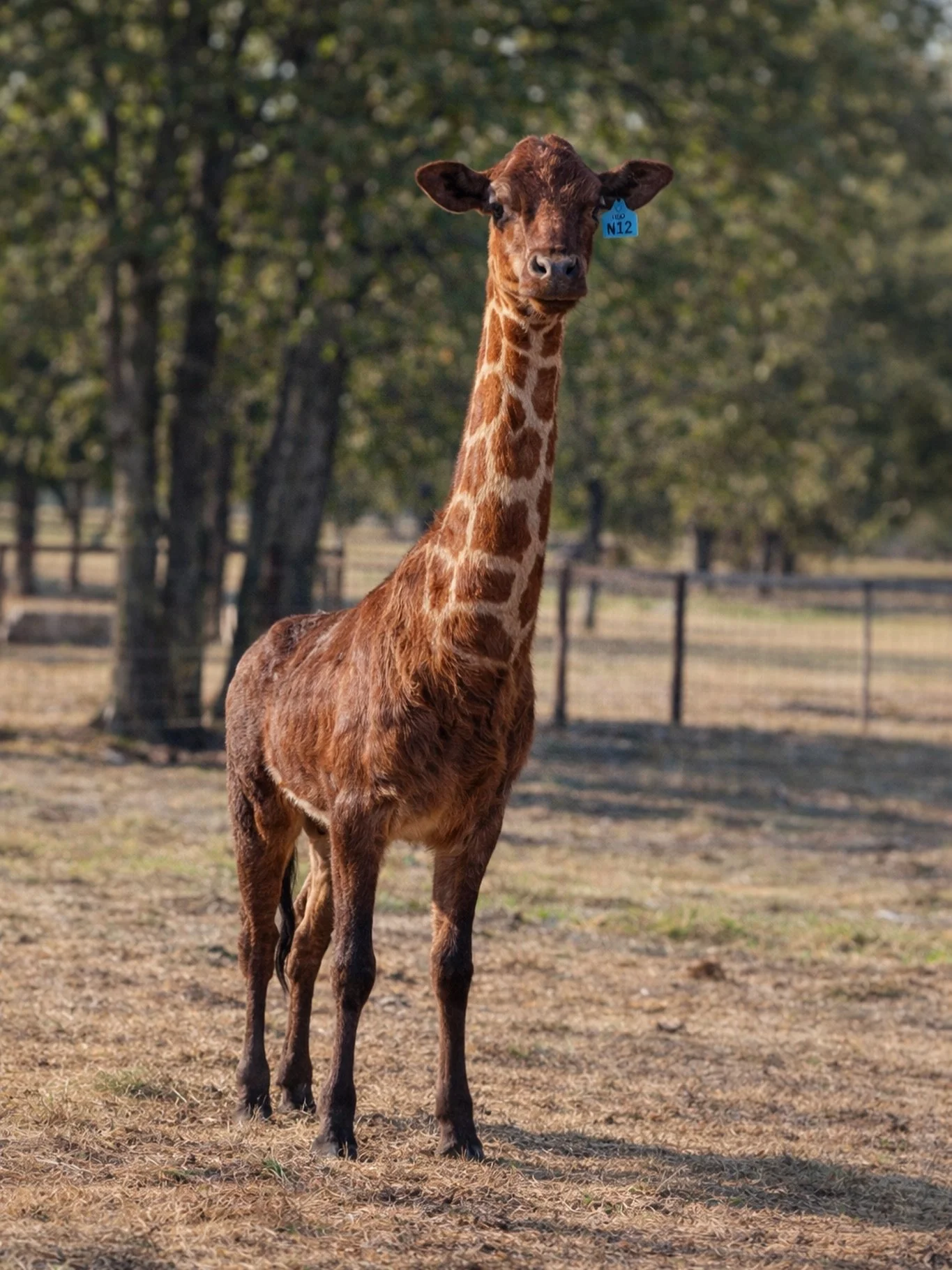 𝗚𝗘𝗡𝗘𝗧𝗜𝗖 𝗕𝗥𝗘𝗔𝗞𝗧𝗛𝗥𝗢𝗨𝗚𝗛

After years of careful breeding selection, we&rsquo;re proud to introduce our newest cross:

Santa Gertrudis x Giraffe

We were aiming for:
	&bull;	Longer necks for easier tagging
	&bull;	Better pasture visibi