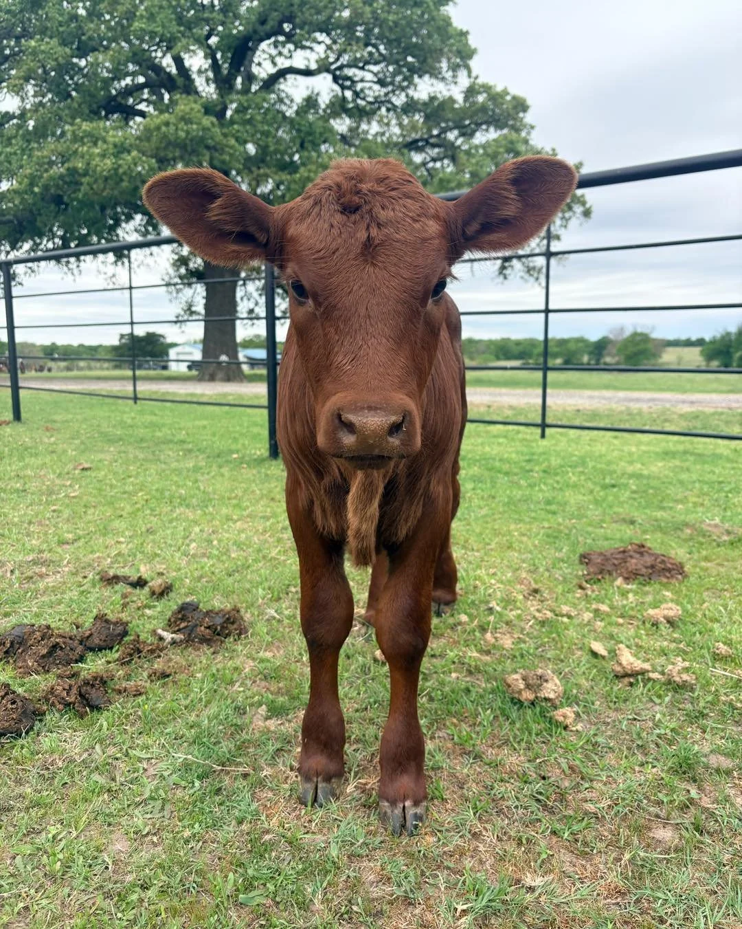 I think I&rsquo;m biased but we have the cutest and sweetest calves around🩷

⋘ ───────────── ⋙
𝗟𝗔𝗭𝗬 𝗗𝗢𝗚 𝗖𝗔𝗧𝗧𝗟𝗘 𝗖𝗢𝗠𝗣𝗔𝗡𝗬
lazydogcattle.com ◦ Scurry, TX
⋘ ───────────── ⋙

#cattleranch #beefcattle #ranchlife #agriculture #farmlife