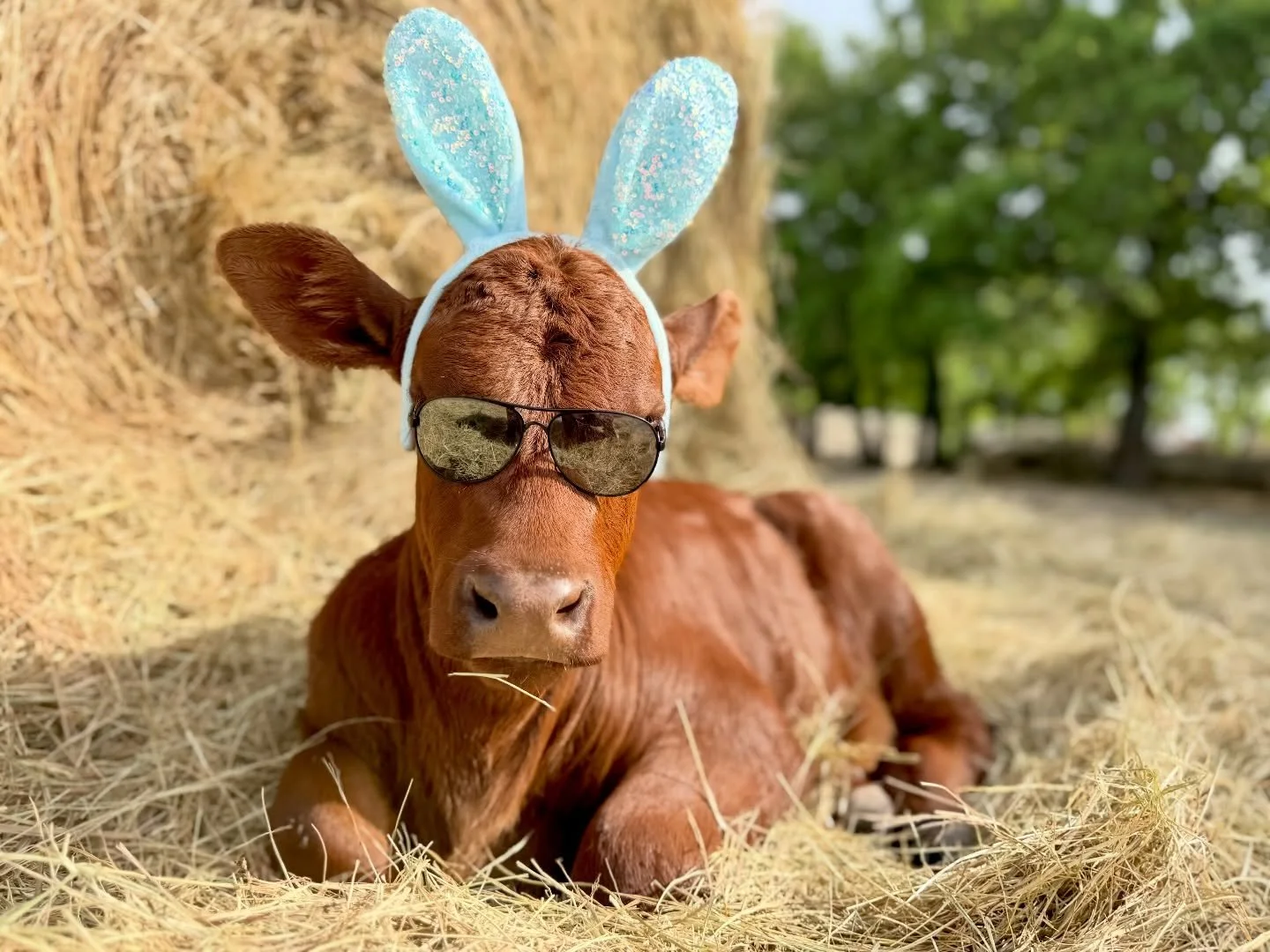 𝗛𝗘 𝗜𝗦 𝗥𝗜𝗦𝗘𝗡

Not sure how the Easter Bunny found the calf pen, but we&rsquo;re not mad about it.

Springtime means new life, fresh calves, and a little chaos around here. Sometimes that chaos shows up in sunglasses and bunny ears.

Hope ever