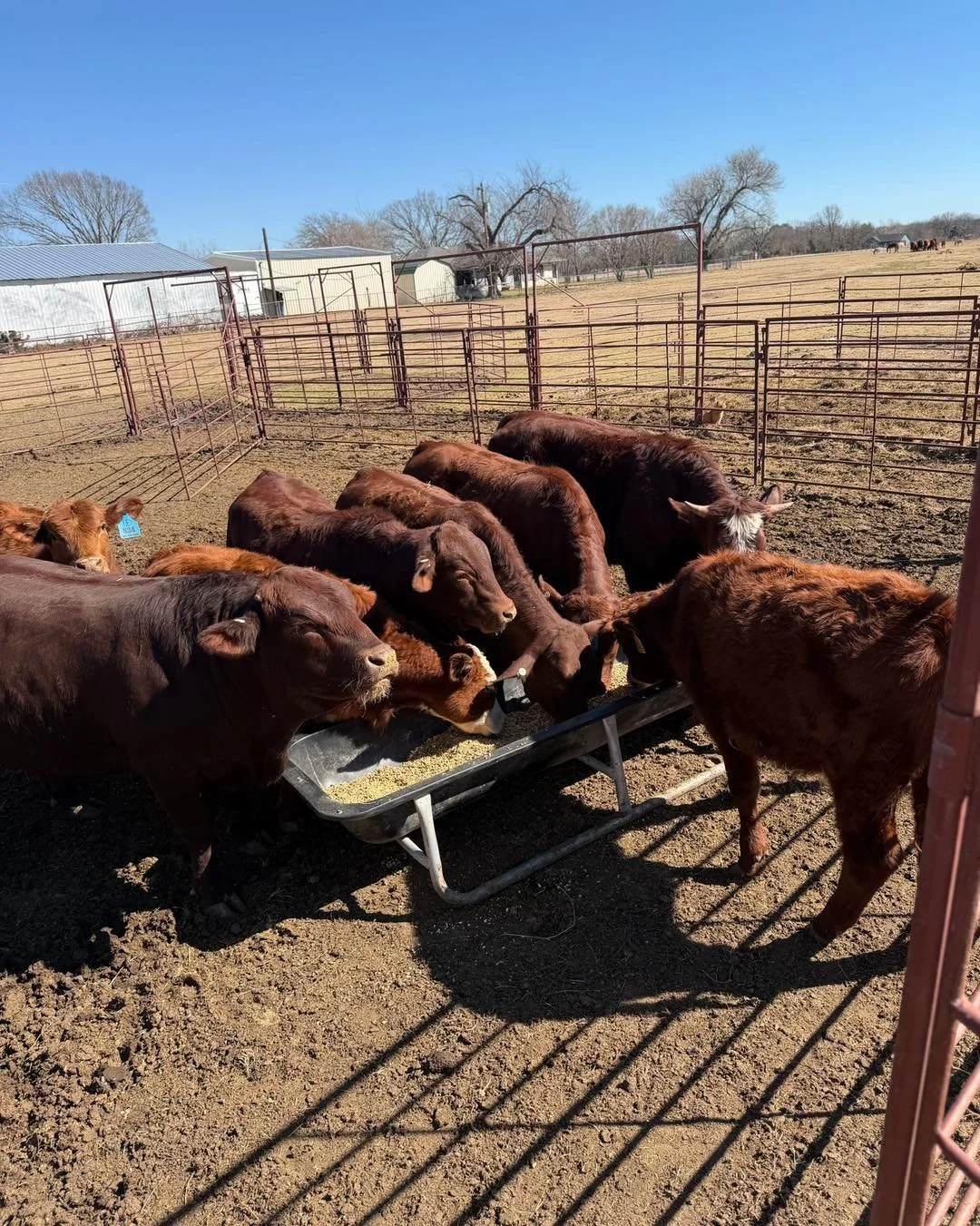 𝗙𝗘𝗘𝗗𝗜𝗡𝗚 𝗦𝗠𝗔𝗥𝗧𝗘𝗥

We&rsquo;ve got a group headed to Sandhills Feeders to get fed up right.

As much as we&rsquo;d love to do everything at home, sometimes it just makes more sense to let someone set up for it handle the job. They&rsquo;r
