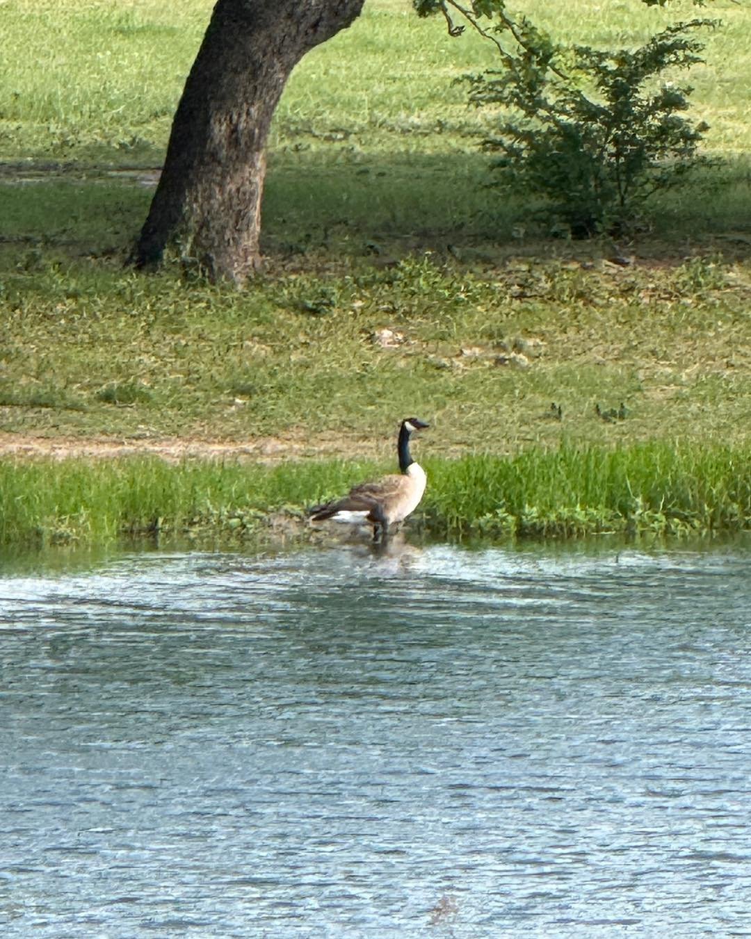 𝗦𝗣𝗥𝗜𝗡𝗚 𝗔𝗧 𝗟𝗔𝗭𝗬 𝗗𝗢𝗚

Everything&rsquo;s starting to turn green again and it&rsquo;s hard to beat this time of year.

Grass coming on, cows slicking off, and the whole place finally waking back up.

Cooper&rsquo;s claimed his spot in the
