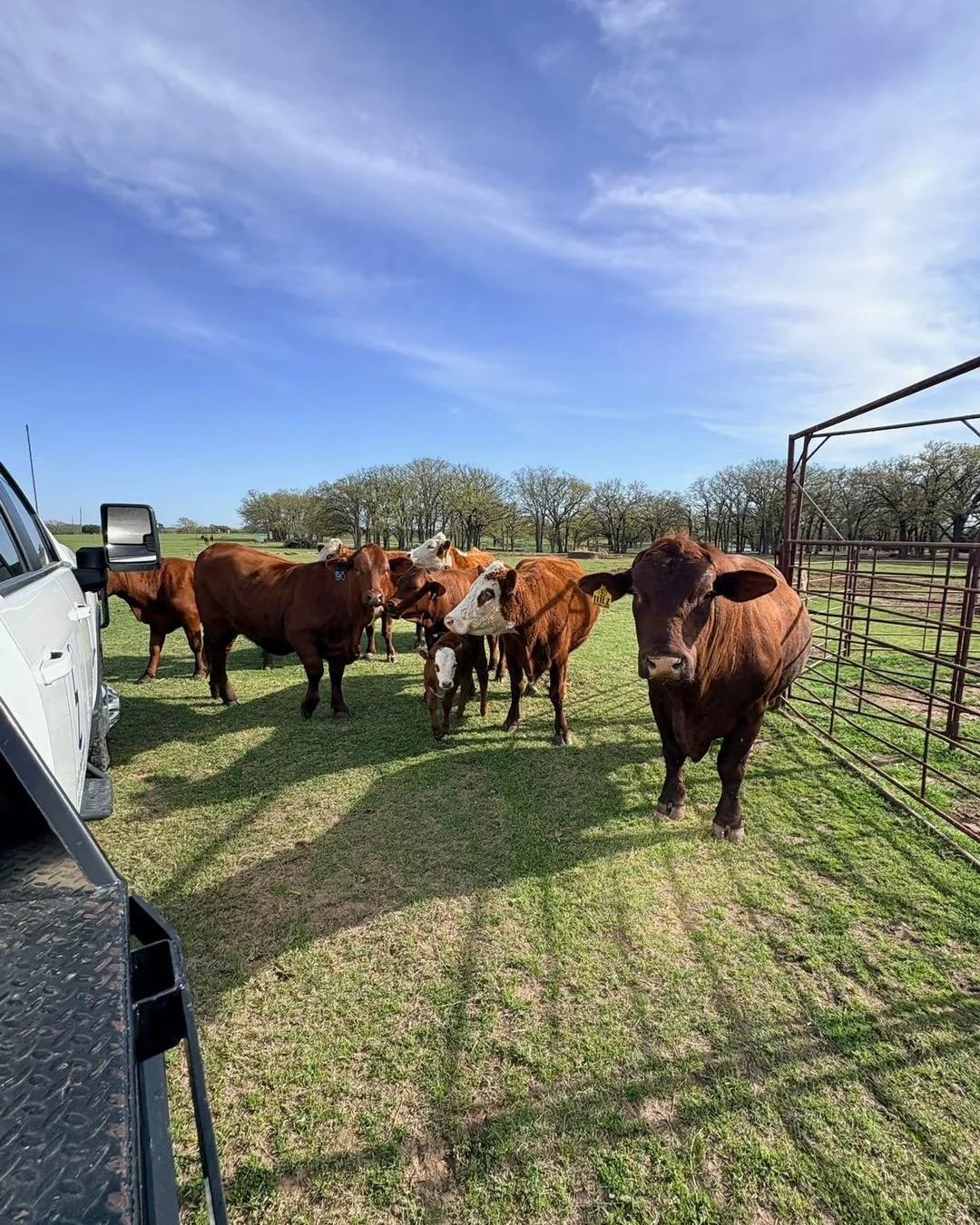 𝗪𝗛𝗬 𝗦𝗚, 𝗛𝗘𝗥𝗘𝗙𝗢𝗥𝗗, 𝗔𝗡𝗗 𝗧𝗛𝗘 𝗖𝗥𝗢𝗦𝗦

We didn&rsquo;t build this program around one type of cow. Each one serves a purpose.

Santa Gertrudis cattle are built for our environment. They handle the heat, stay in good condition, and ke