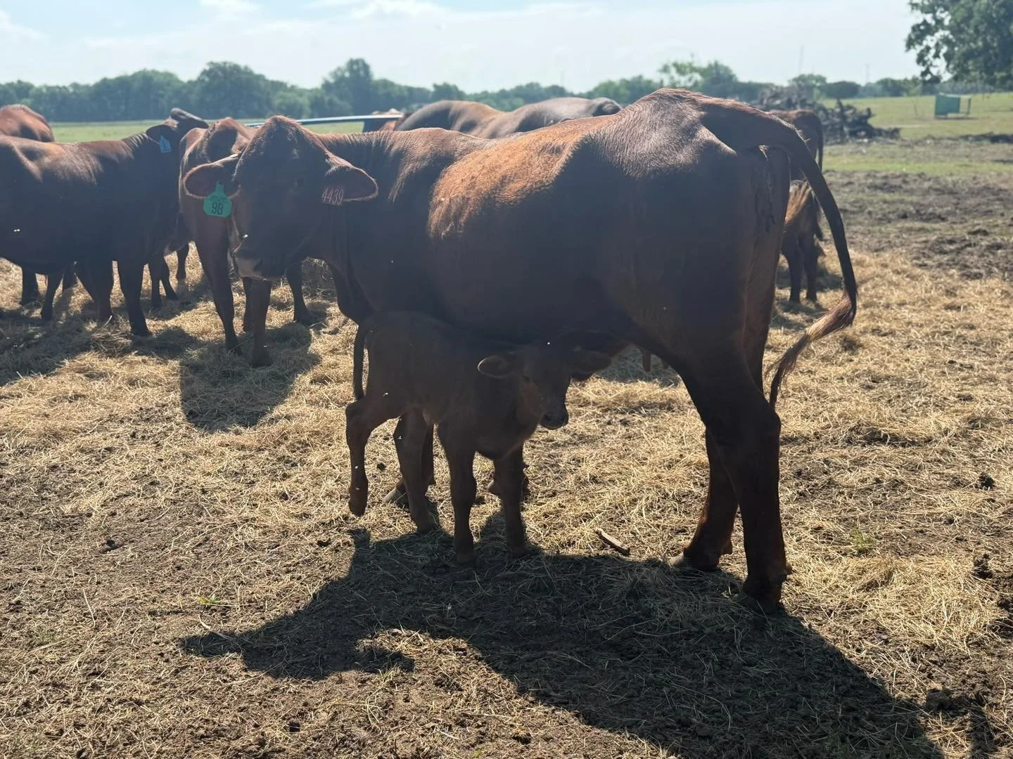 𝗩𝗘𝗧 𝗖𝗢𝗥𝗡𝗘𝗥: 𝗣𝗜𝗡𝗞𝗘𝗬𝗘 👁️🐄

Pinkeye season is starting up, and once flies and dust get bad, it can spread through cattle fast.

Early signs usually look like squinting, watery eyes, light sensitivity, or a cloudy-looking eye. If you ca