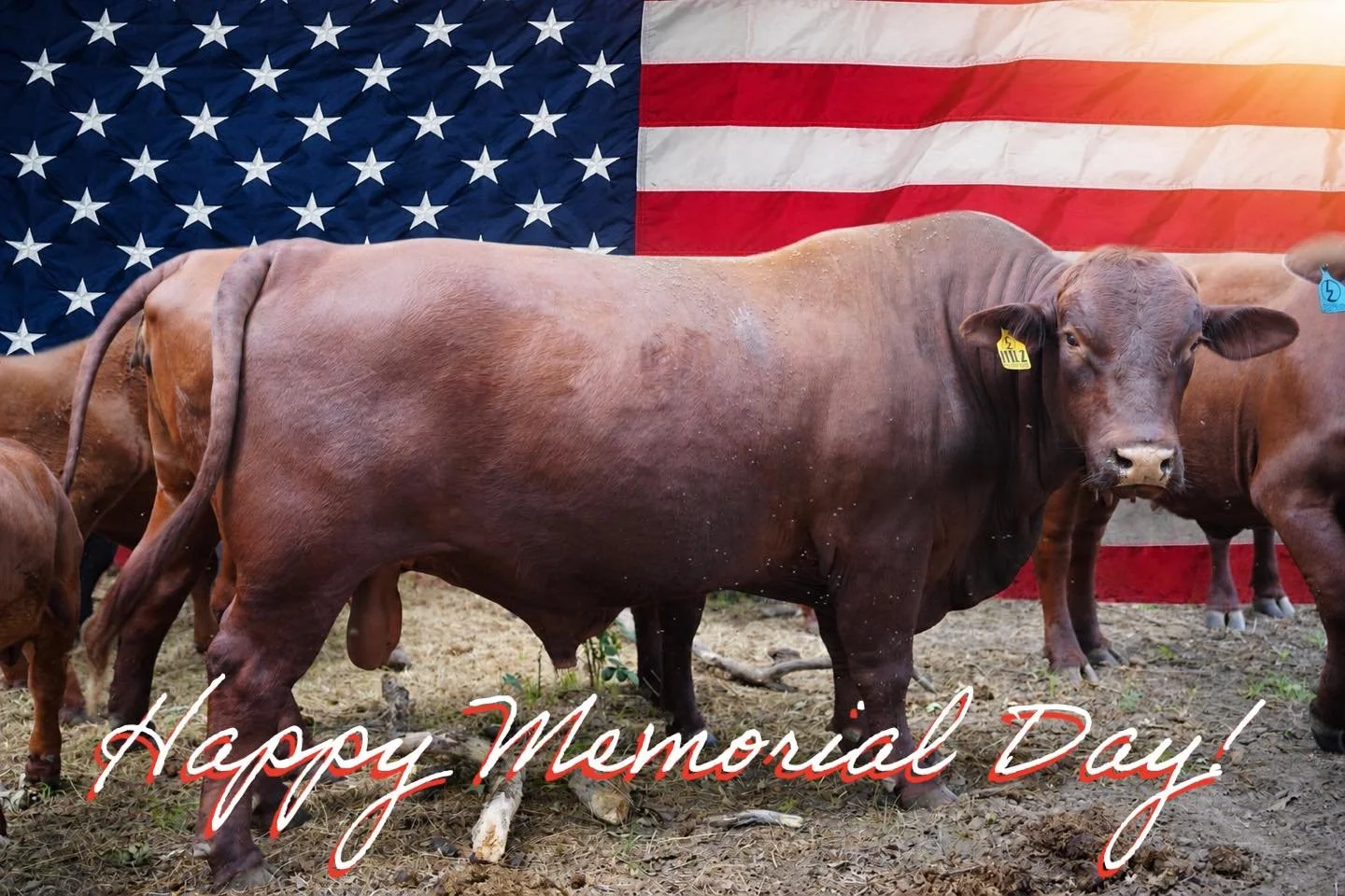 𝗠𝗘𝗠𝗢𝗥𝗜𝗔𝗟 𝗗𝗔𝗬 🇺🇸

Today we remember and honor the men and women who gave everything for this country.

We get to live this life, raise cattle, work this land, and enjoy the freedoms we have because of sacrifices that were made long before
