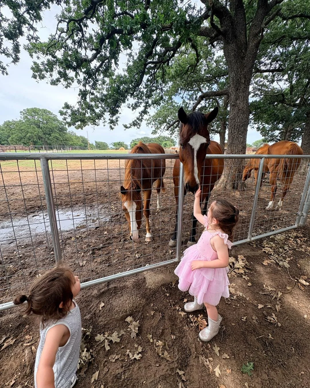 𝗙𝗔𝗩𝗢𝗥𝗜𝗧𝗜𝗦𝗠? 𝗠𝗔𝗬𝗕𝗘&hellip; 🤠🐴

Leo and Cash were making sure they got their fair share of attention from Lera. Around here, if you stop to pet one horse, you might as well plan on petting them all 😂

Some days it&rsquo;s hard to tell